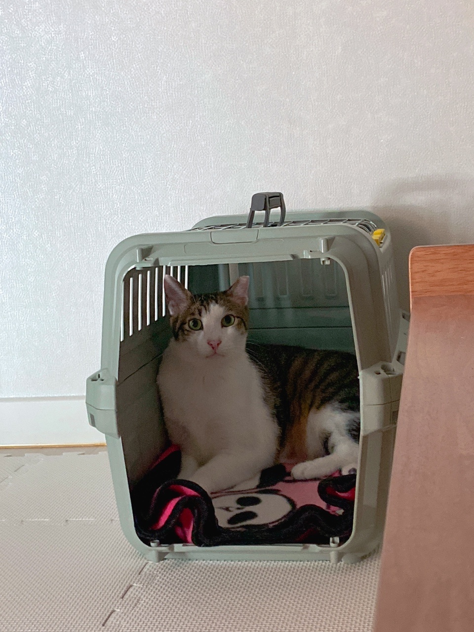 아띠와 함께  한지 벌써 3개월~!!!