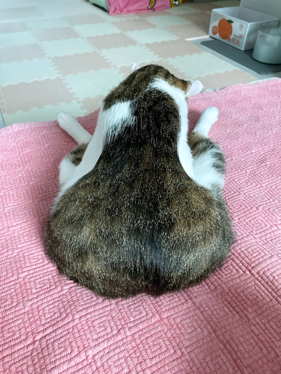 아띠와 함께  한지 벌써 3개월~!!!