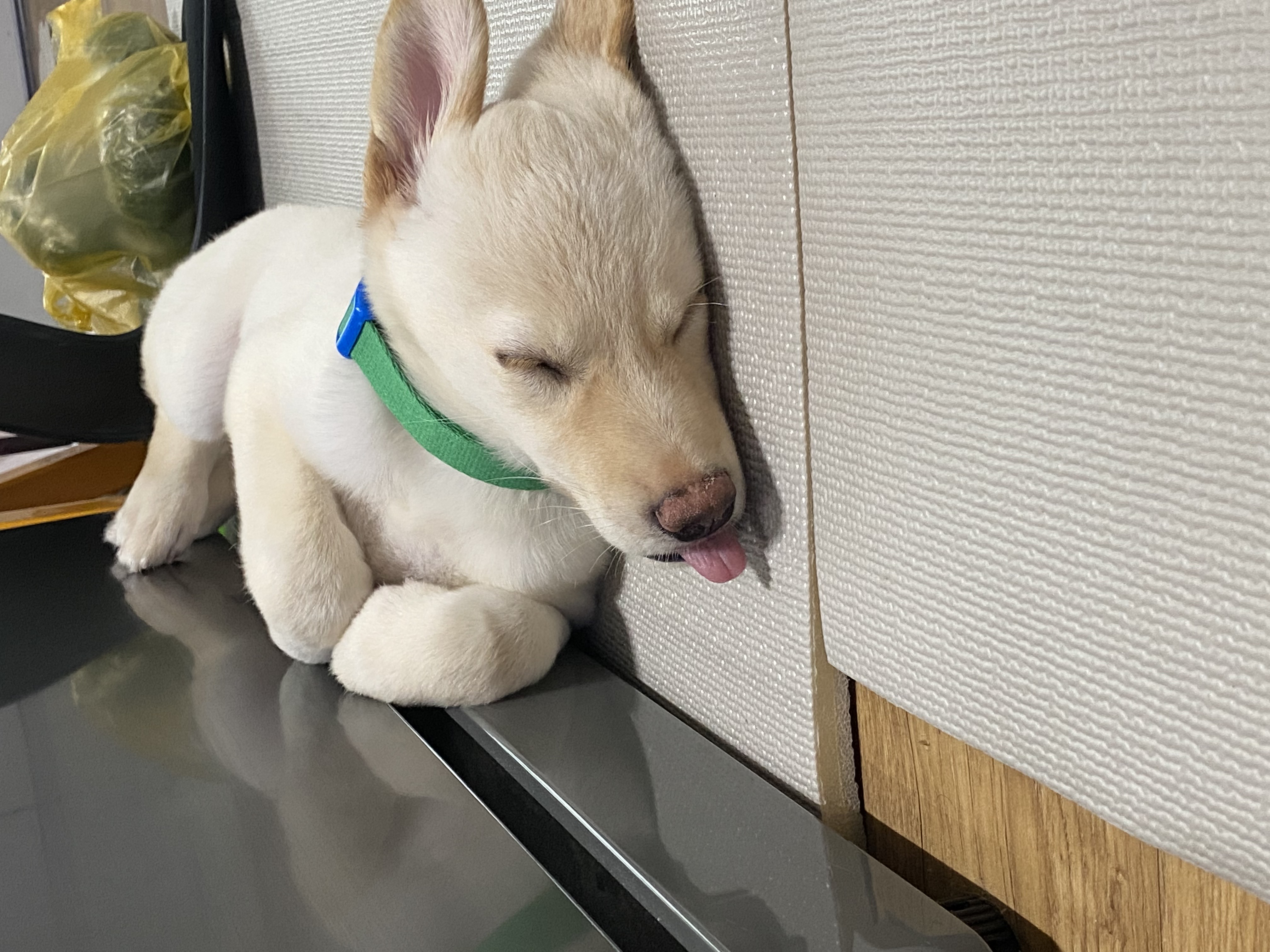 보리(시작이) 입양 일주일 됐어요