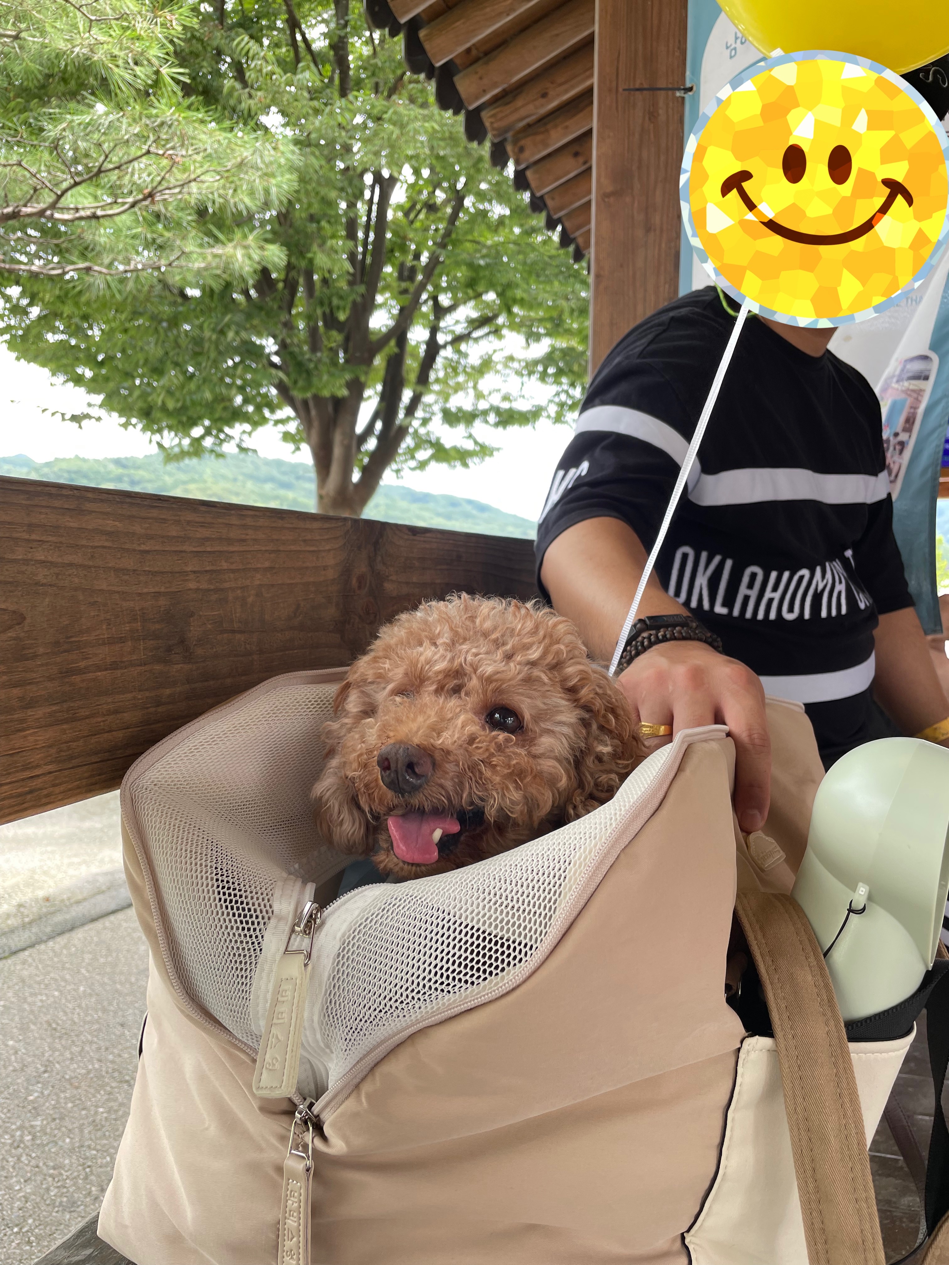 헤이즐 (곤지암 구조견) 입양 3개월 후기입니다~
