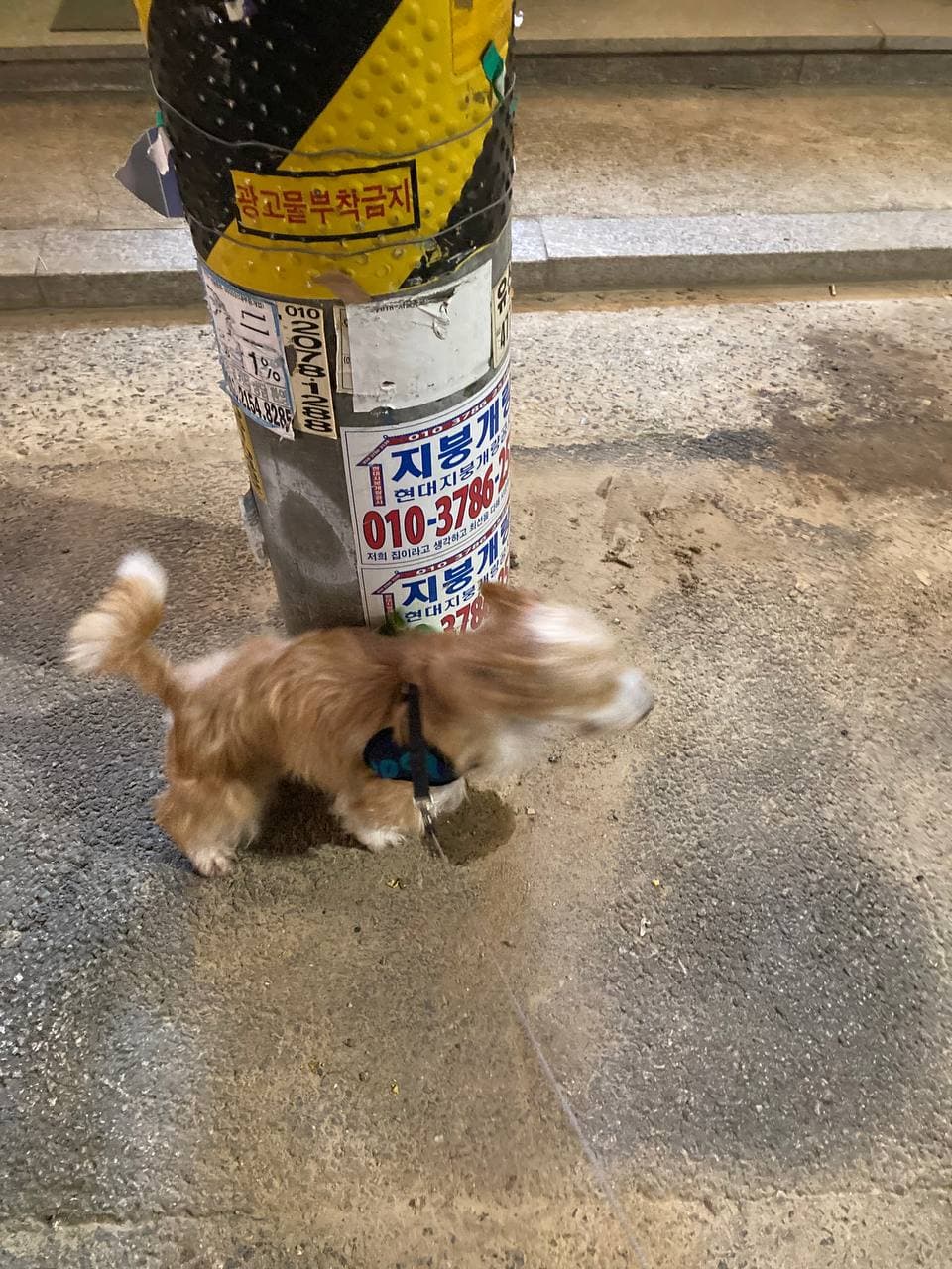 산책이 너무 신나는 동네대장 엘리사 입양 한달 후기 입니다. 