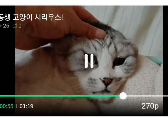 고양이를 상업적으로 사육하고 학대하는 유튜버