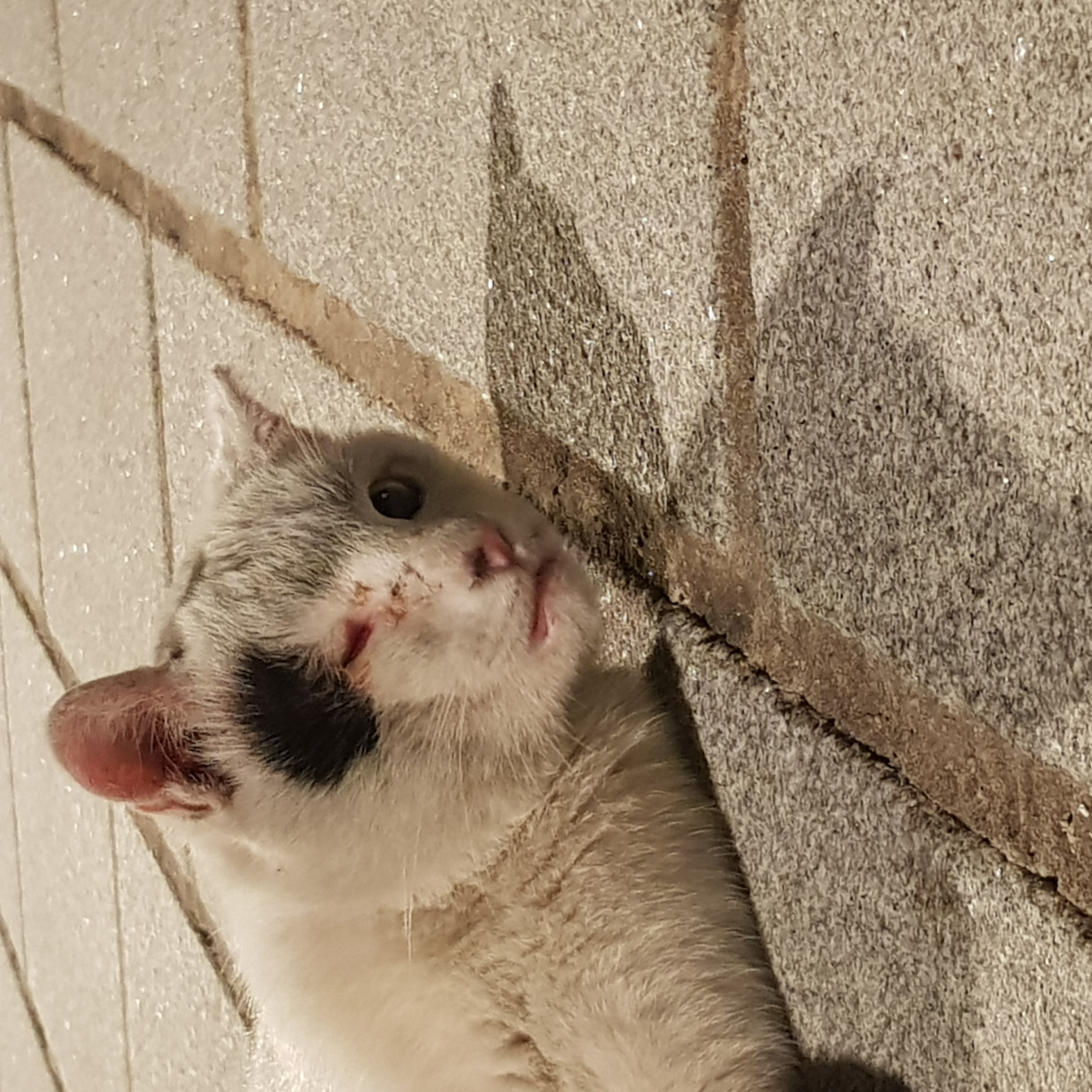 남산공원 백범광장에 사는 얼룩고양이 3마리 중  1마리가 눈알이 빠진 채 발견되었습니다.