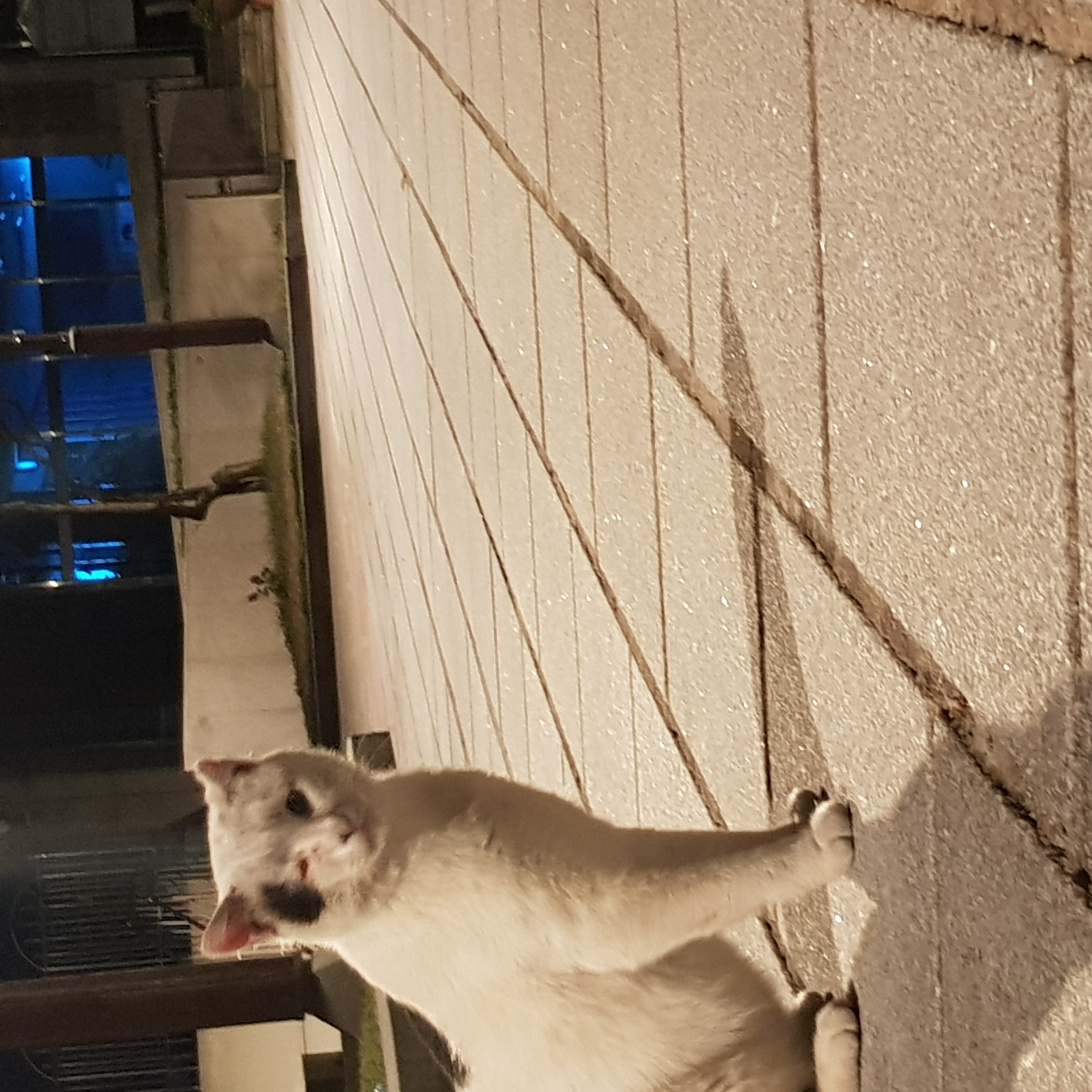 남산공원 백범광장에 사는 얼룩고양이 3마리 중  1마리가 눈알이 빠진 채 발견되었습니다.