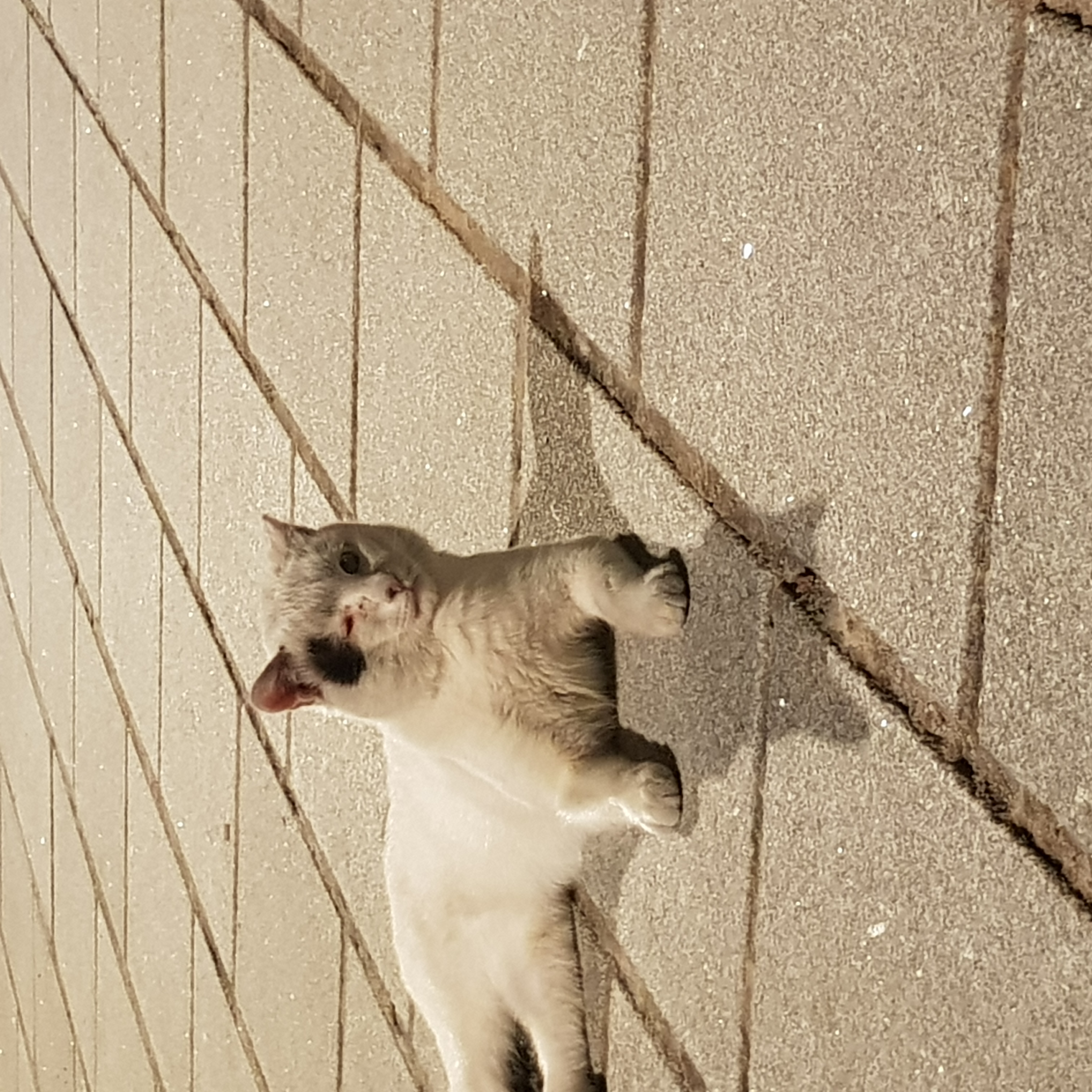남산공원 백범광장에 사는 얼룩고양이 3마리 중  1마리가 눈알이 빠진 채 발견되었습니다.