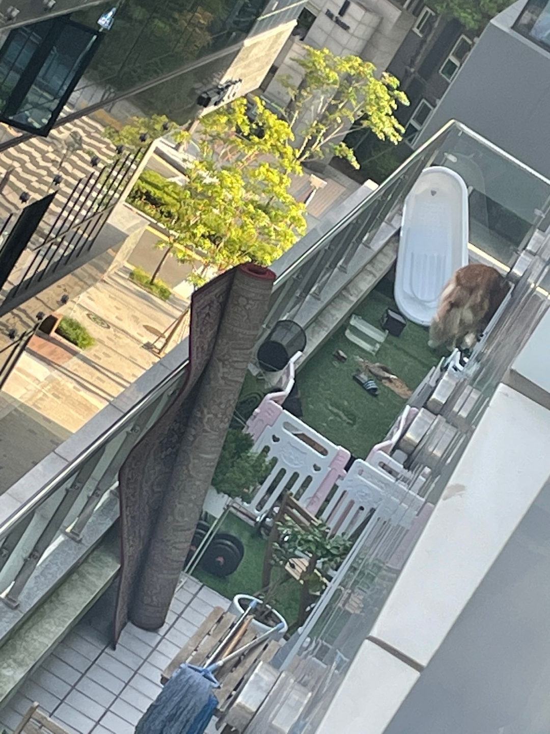 일주일 넘게 방치되어있는 강아지 확실하게 주인이 버리고 떠났습니다.