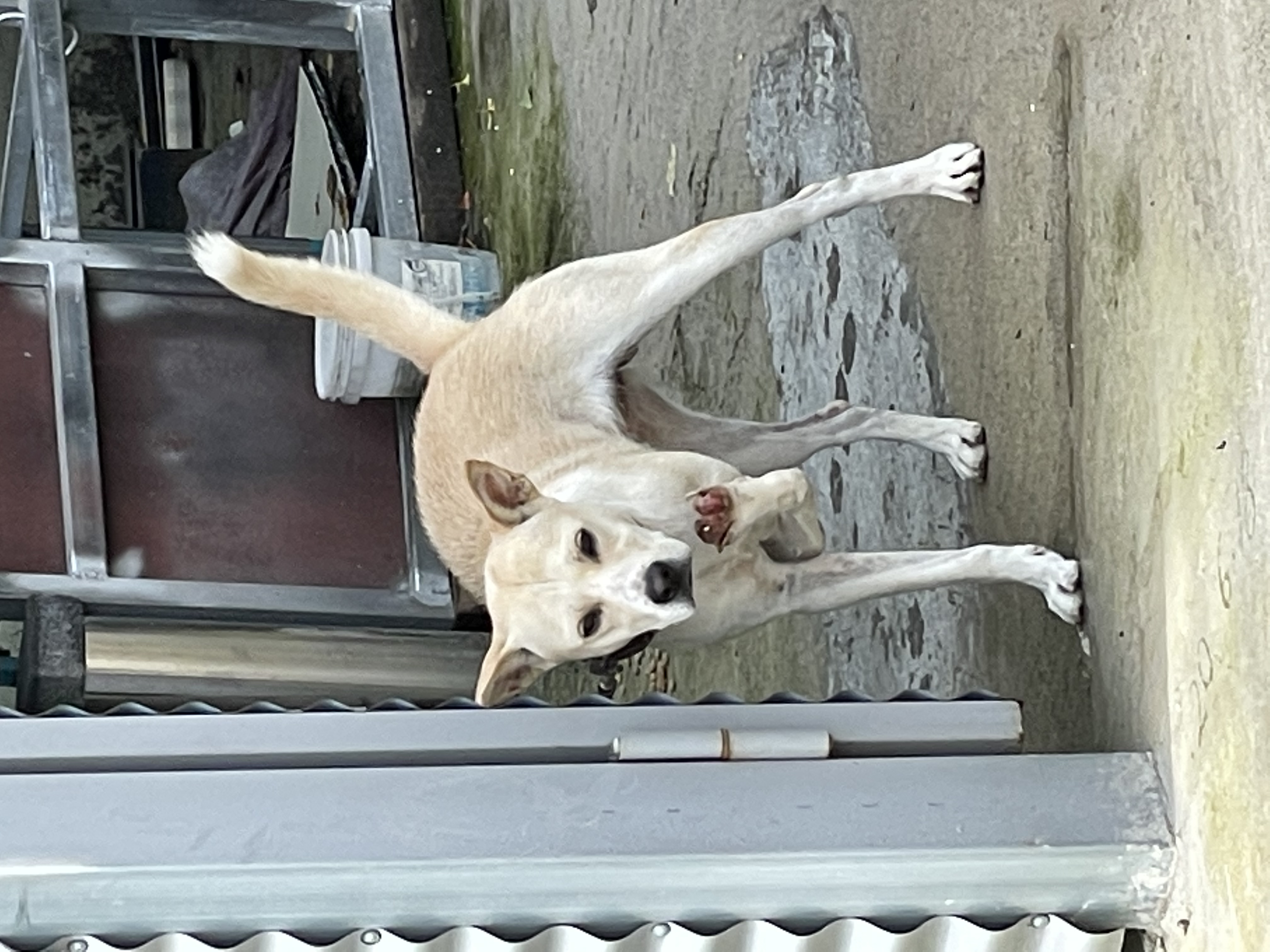 한쪽 앞다리가 말린 강아지 도와주세요
