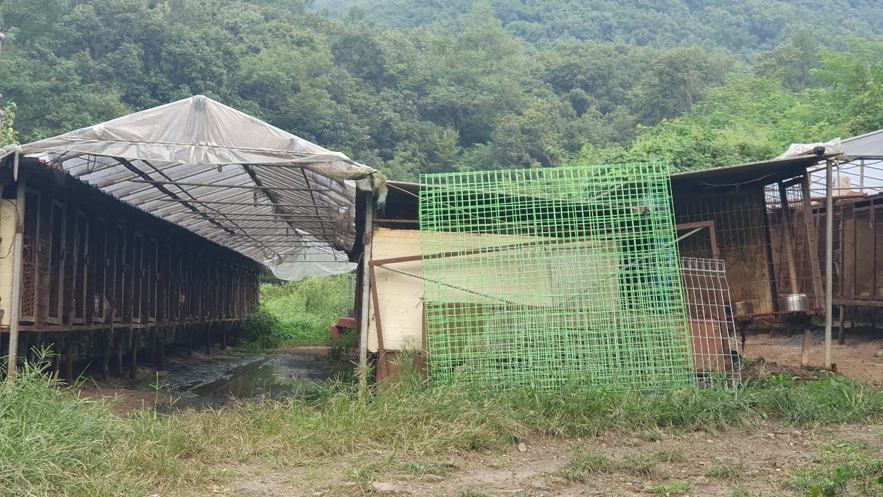 불법 동물사육 현장 및 도축 예상 장소 발견입니다.