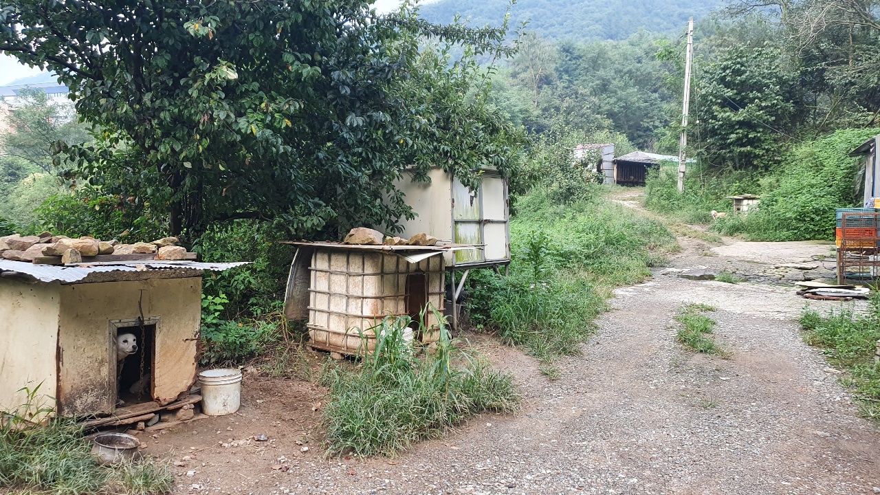 불법 동물사육 현장 및 도축 예상 장소 발견입니다.