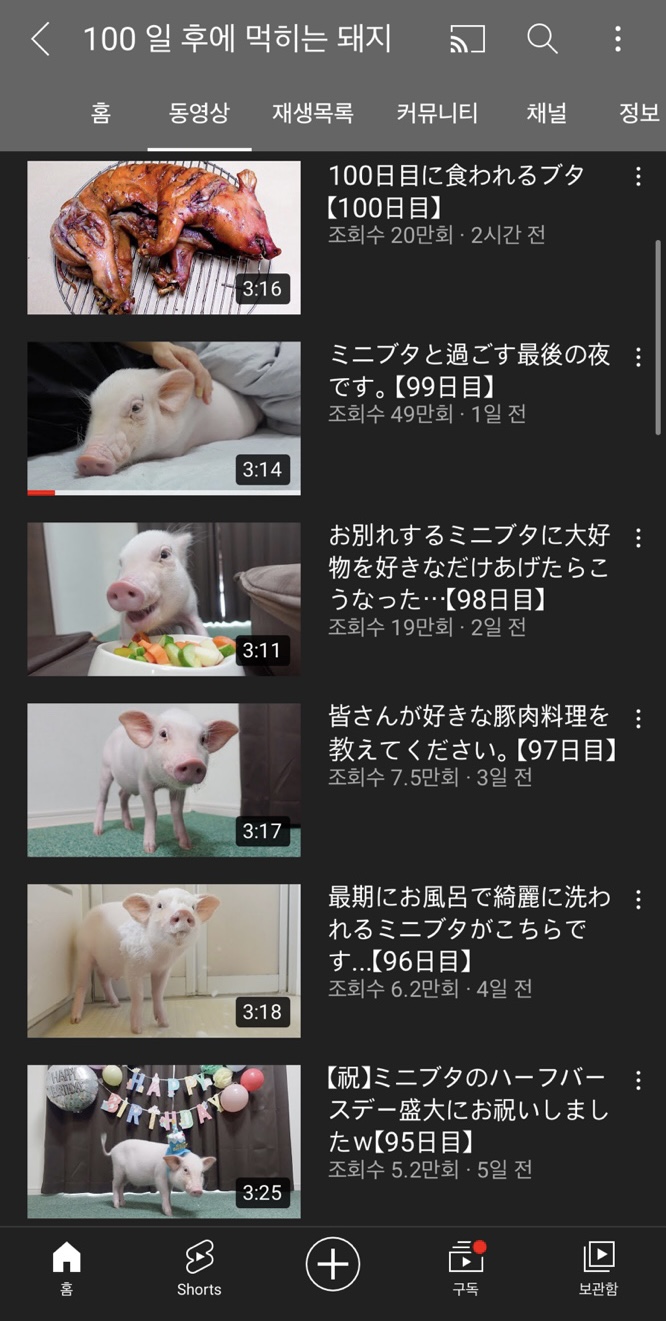 유튜브 <100일 후에 먹히는 돼지>