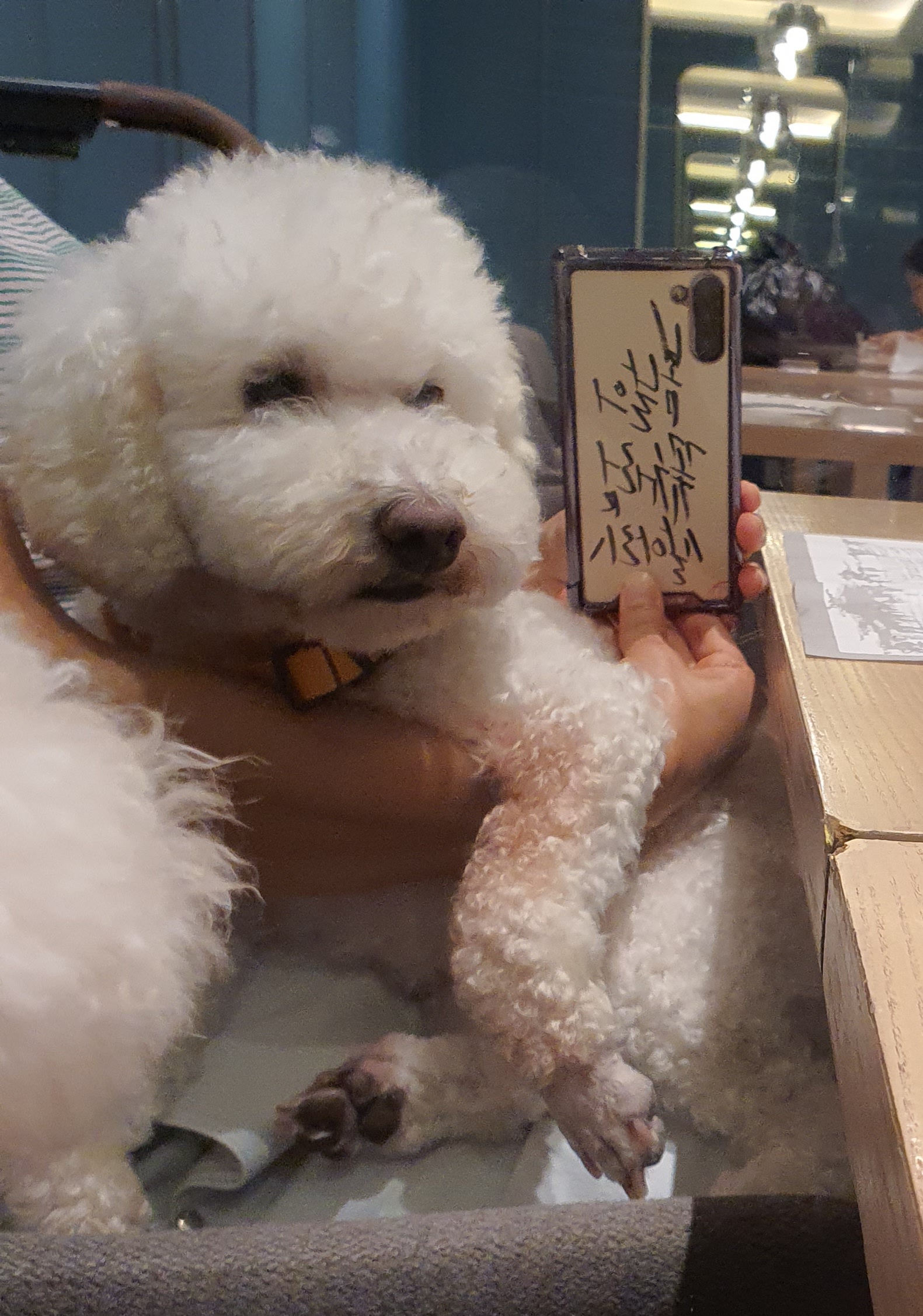최고다(레일이) 온지 벌써 100일(3개월) 이 됐어요!