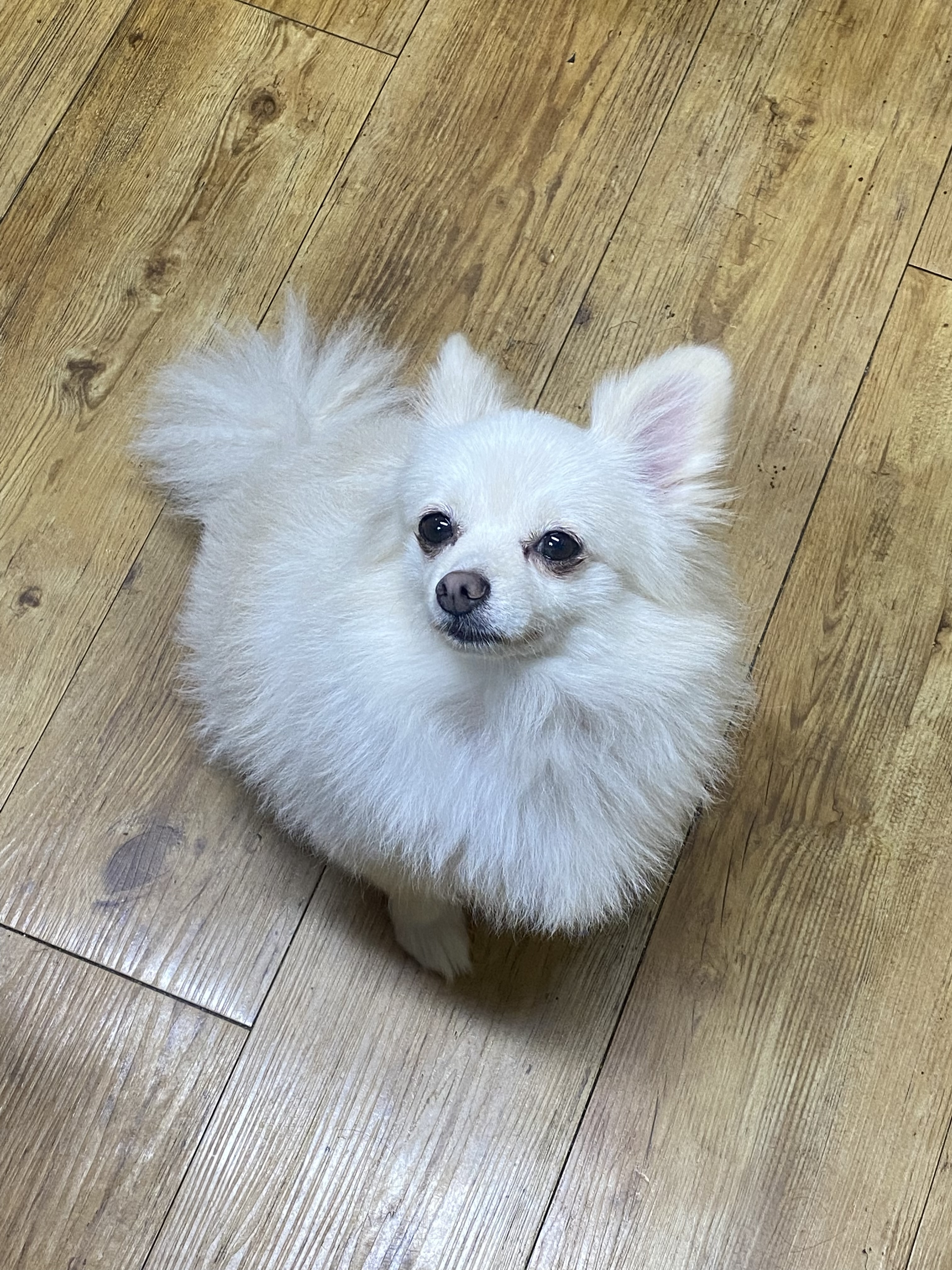 도비 입양 3개월됐습니다~