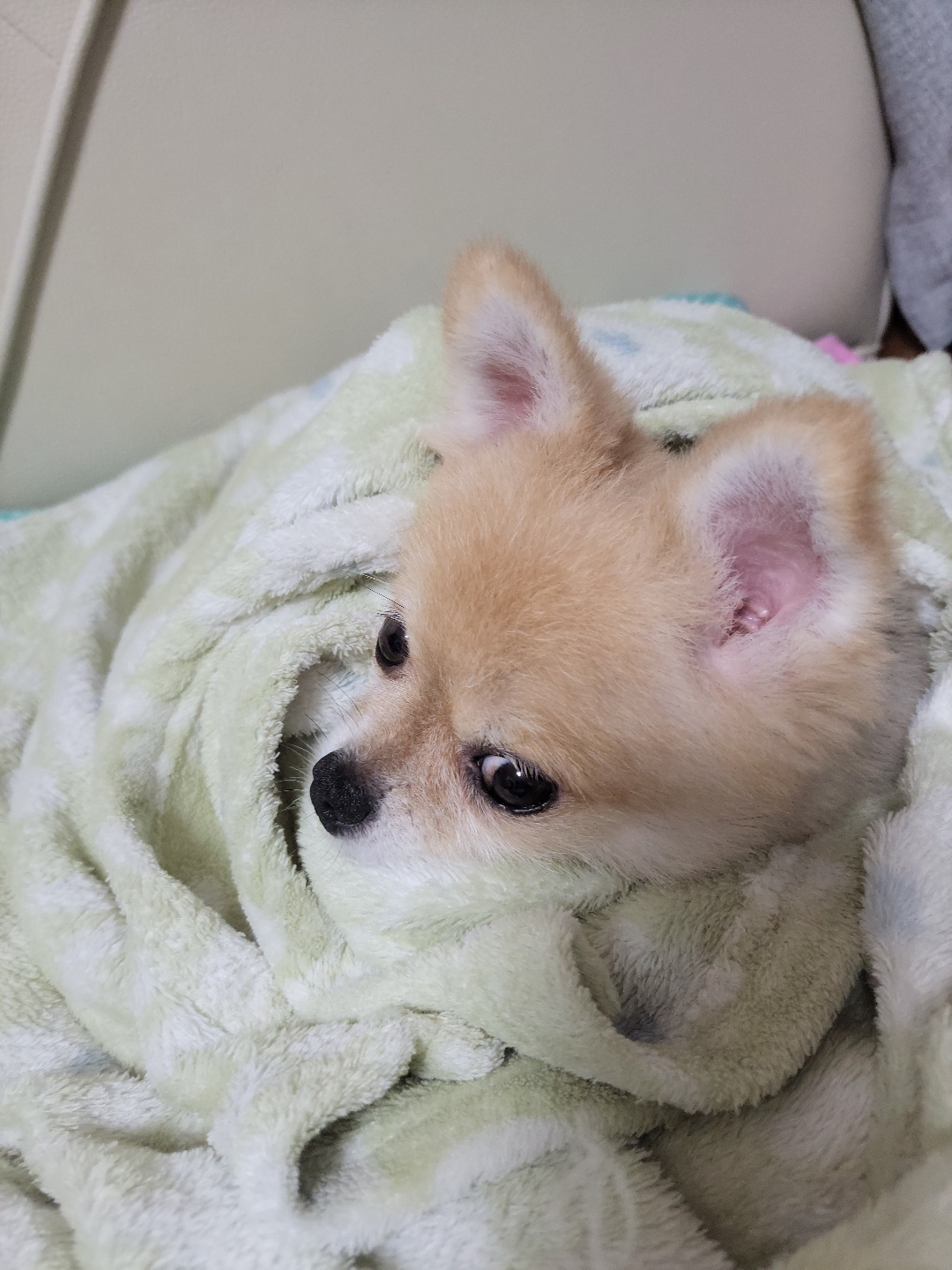 아호 (덕춘이)