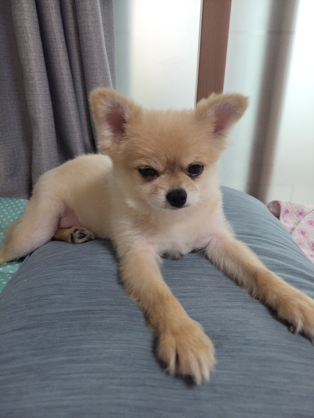 아호 (덕춘이)