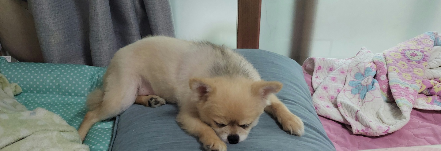 아호 (덕춘이)