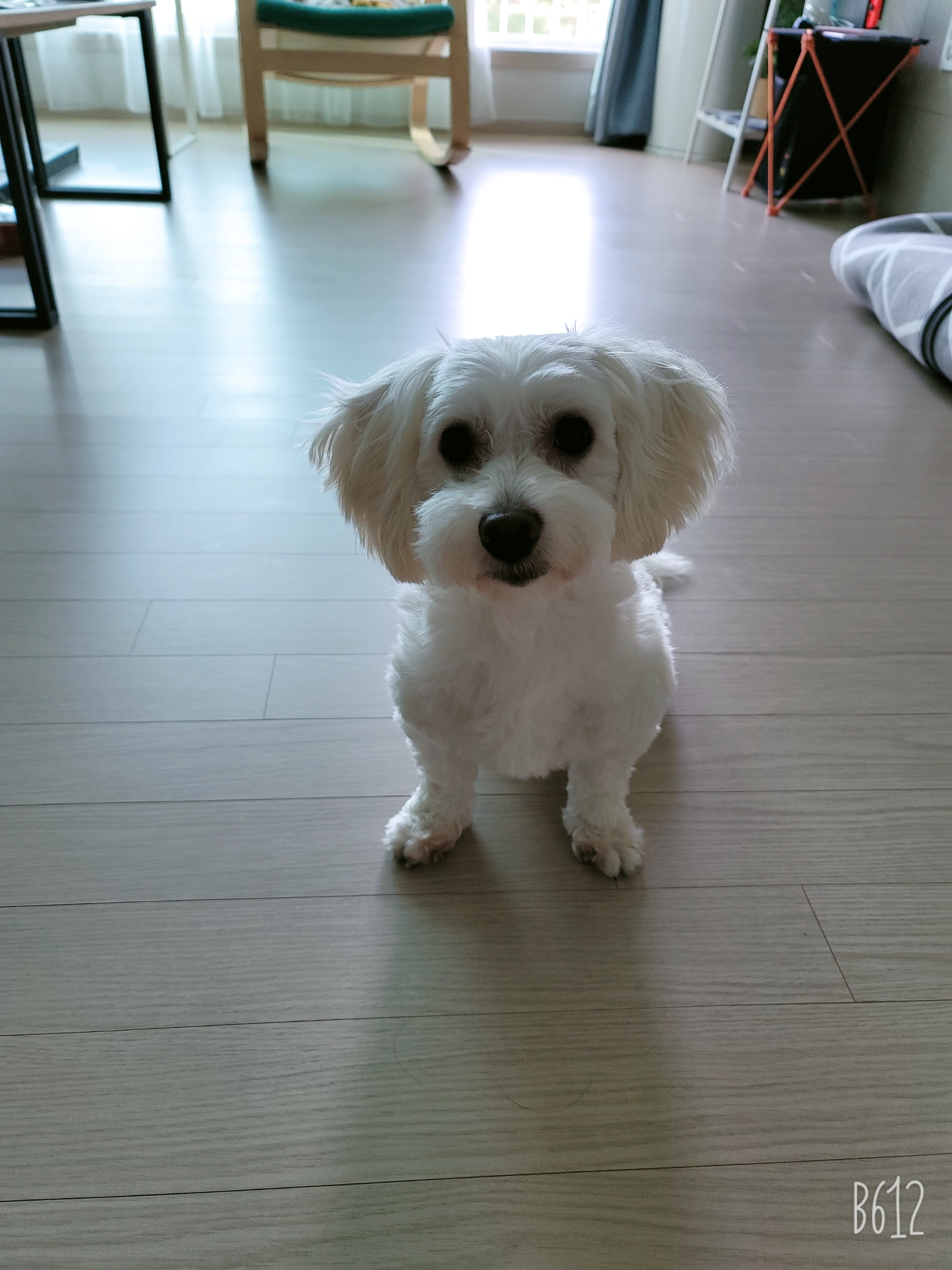엘사 3개월차 후기