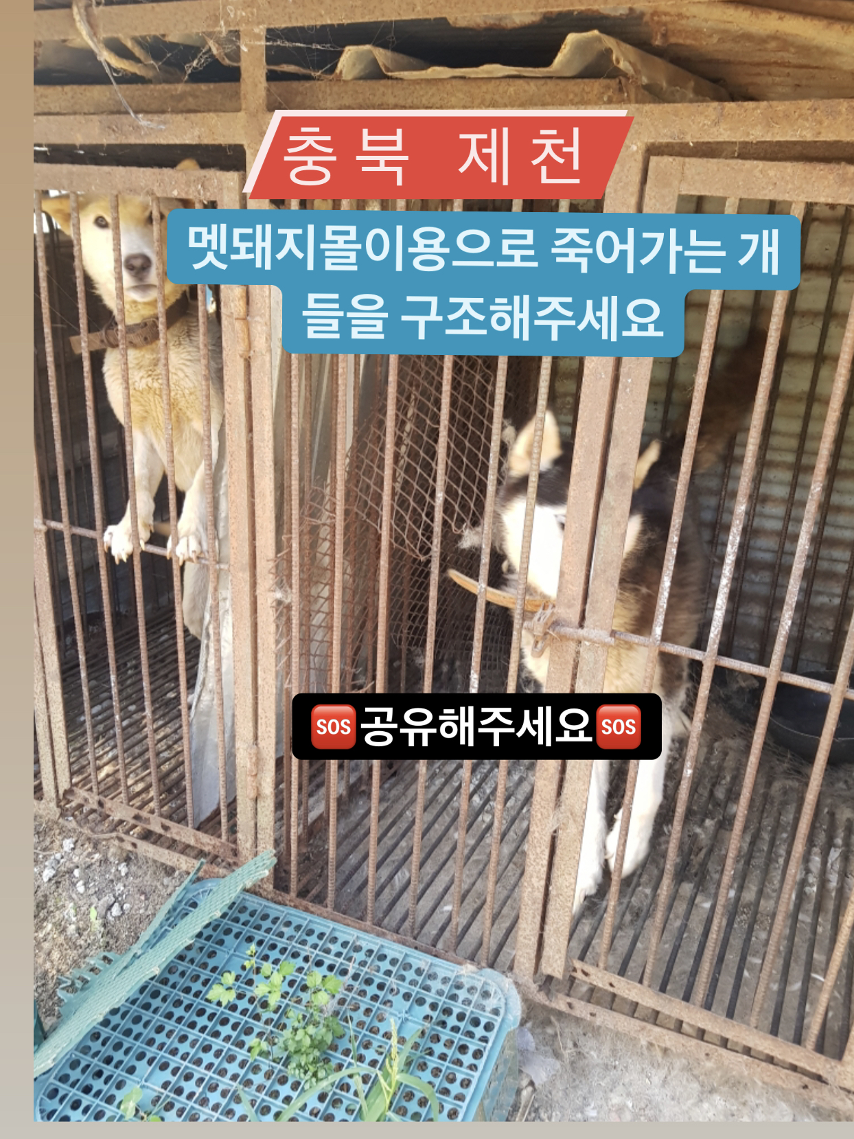 충북 제천 뜬장안에 죽은시체 옆에있는아이들