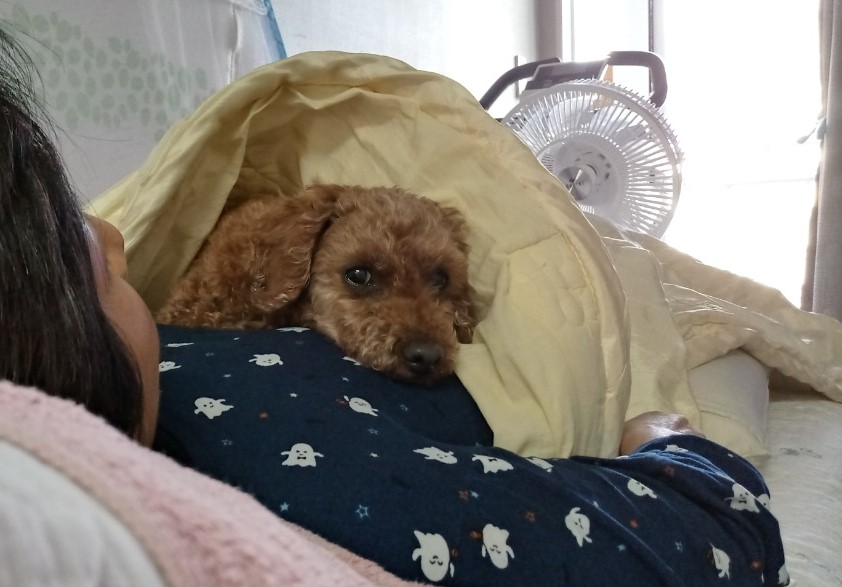 행복이(군밤이)의 일주일