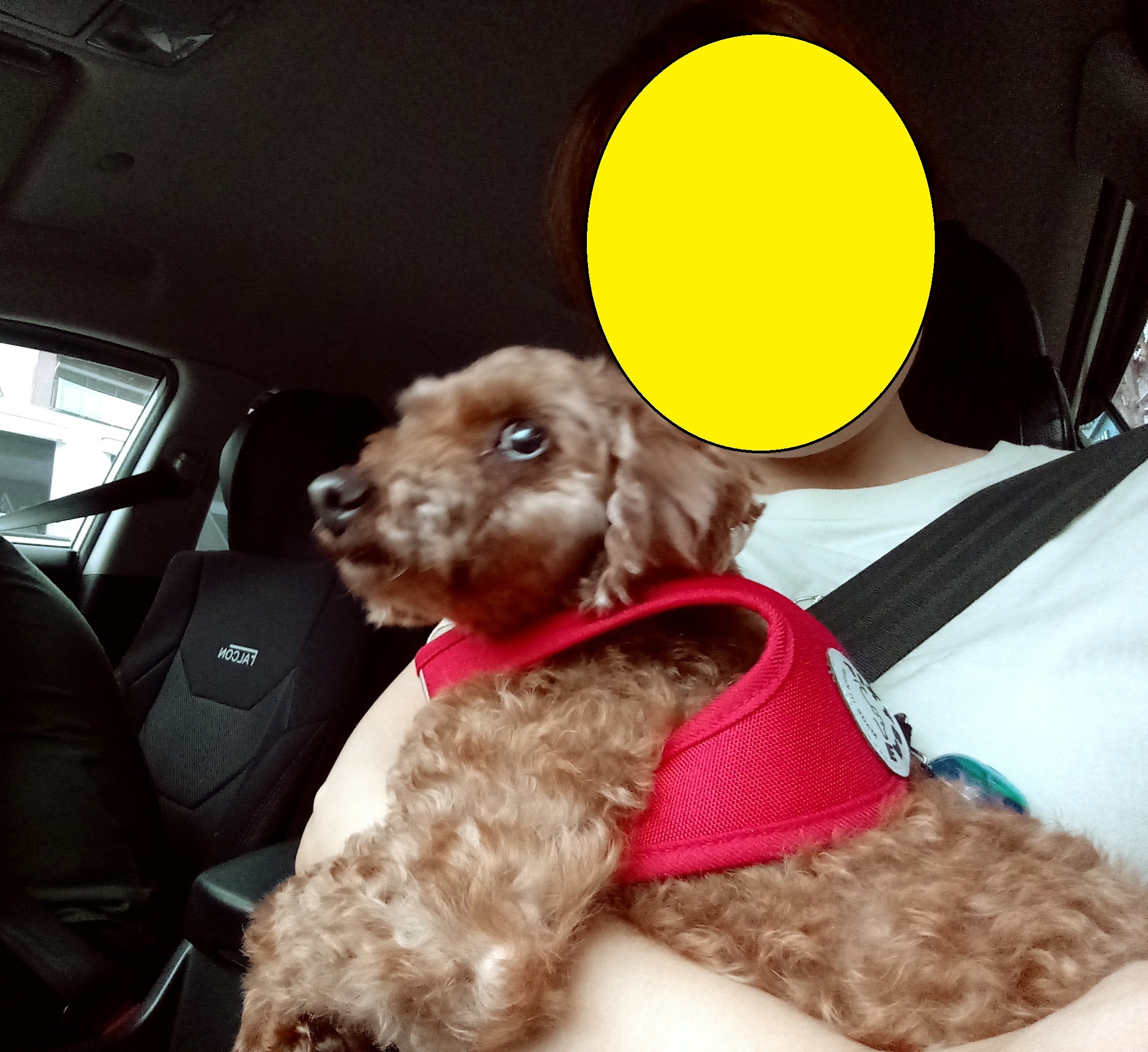 행복이(군밤이)의 일주일