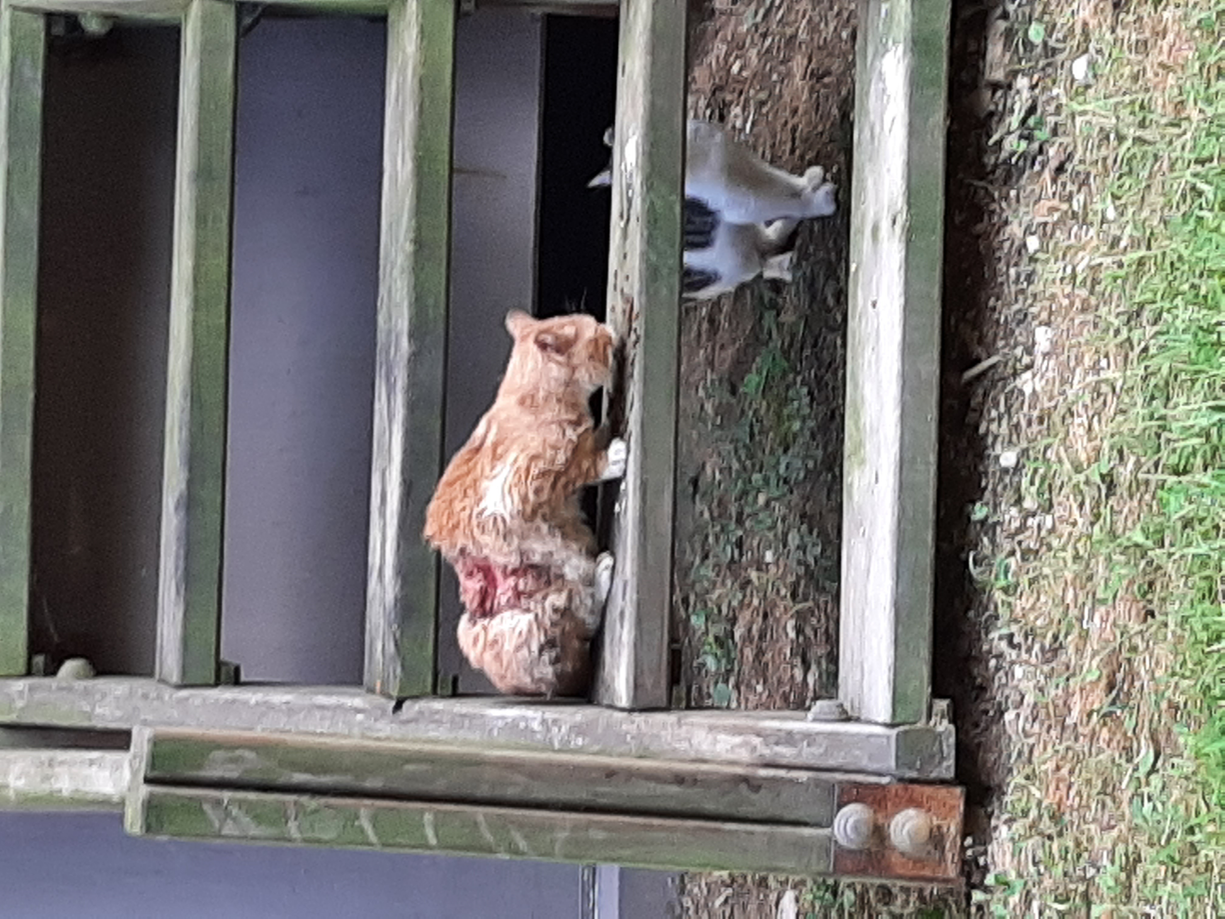 급해요!! 길냥이 등이 심하게 다쳤어요ㅠㅠ