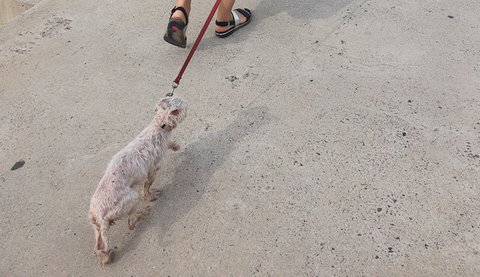 부산 해운대 강아지 학대녀