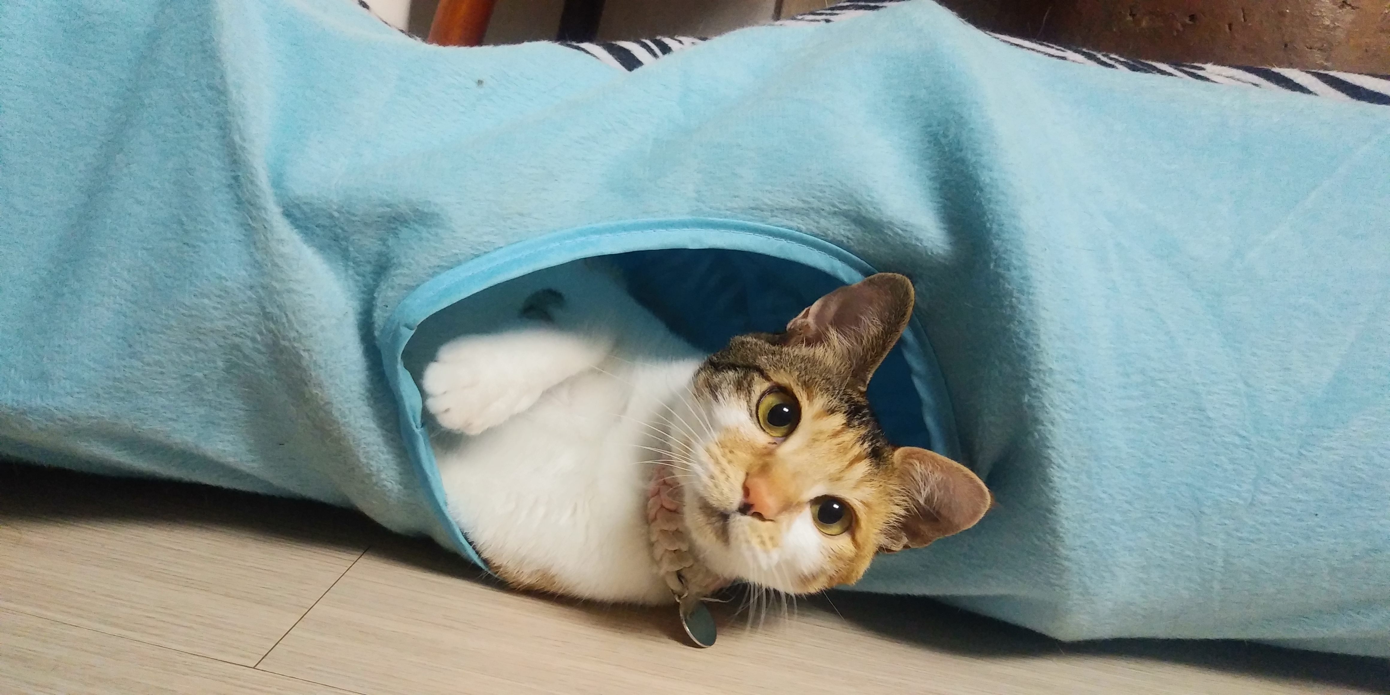 뽀얌이의 일년
