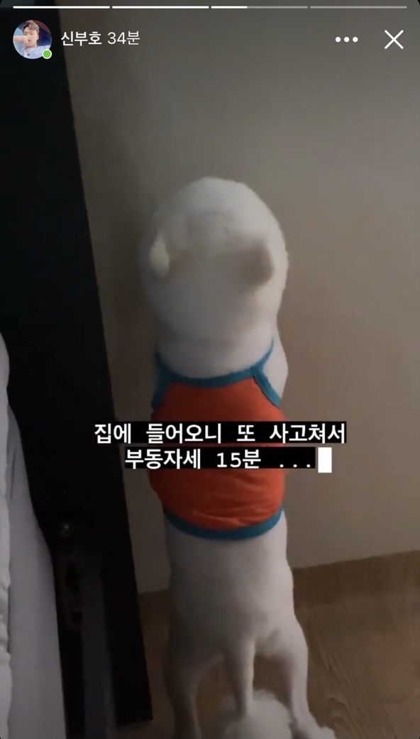 sns 학대영상제보