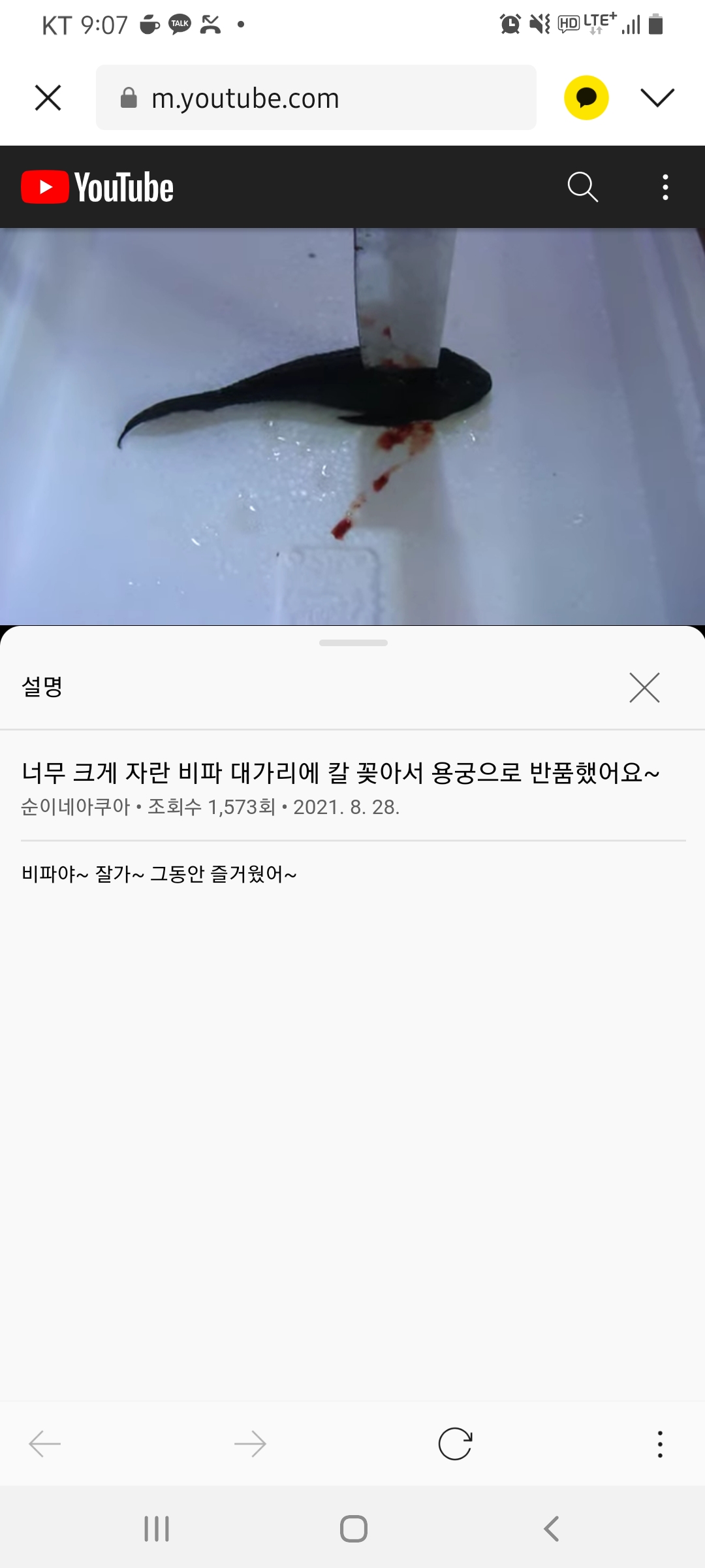 관상어에 흉기를 꽂아 부적절한 학대행위를 컨텐츠로 유튜버 학대건 제보합니다