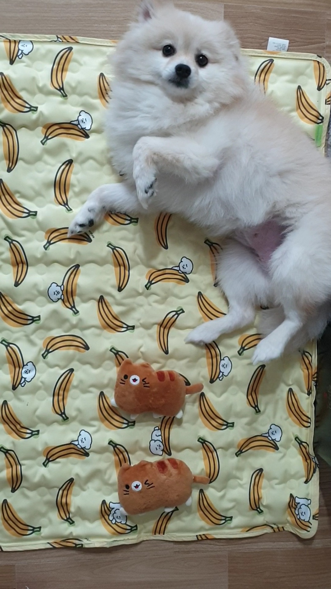 은근 개그 캐릭터, 단밤이 입양 6개월 후기