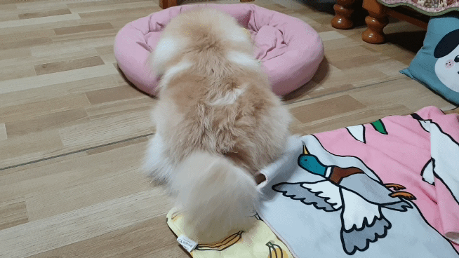 은근 개그 캐릭터, 단밤이 입양 6개월 후기