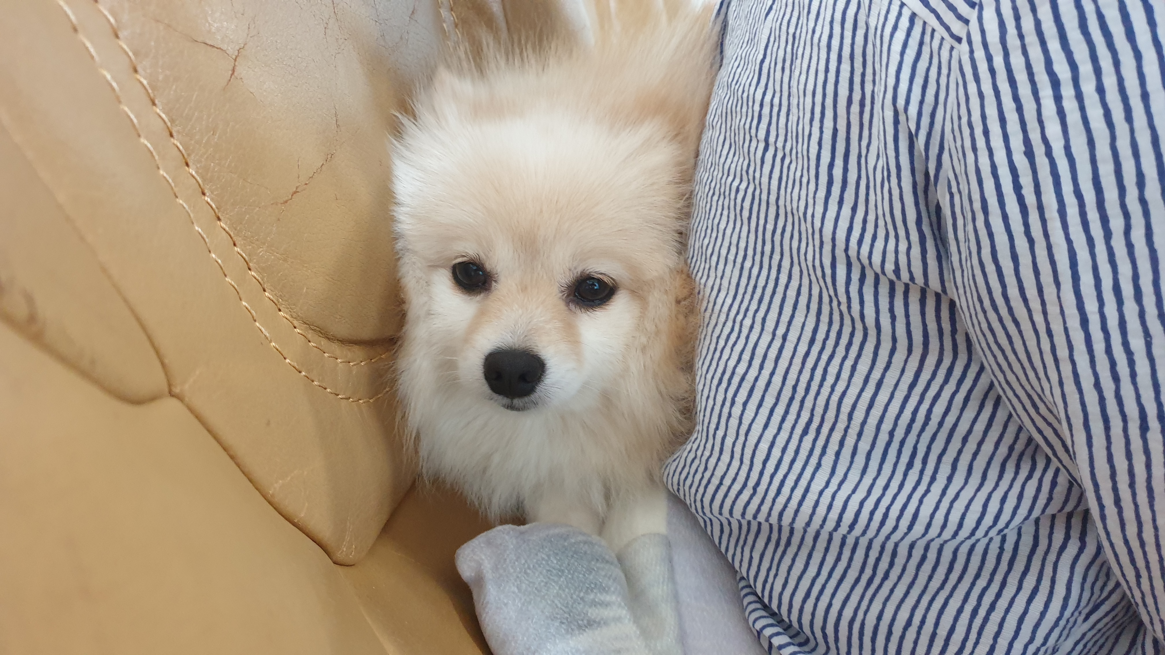 은근 개그 캐릭터, 단밤이 입양 6개월 후기