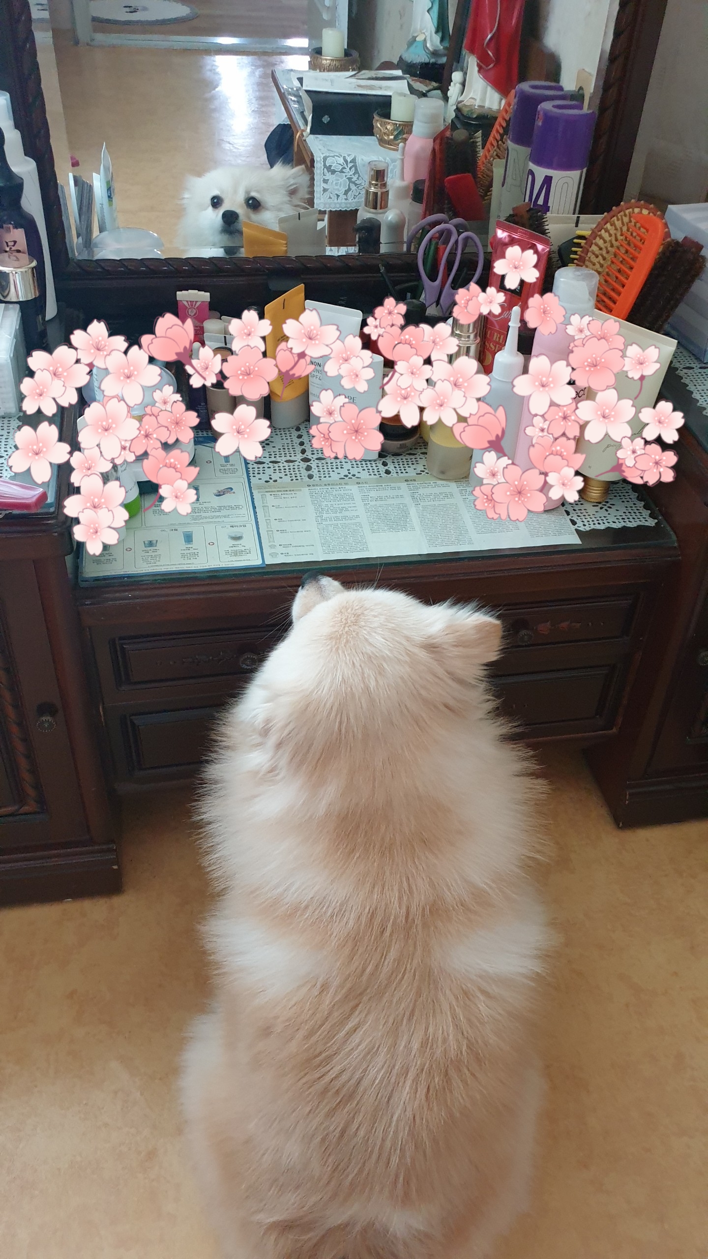 은근 개그 캐릭터, 단밤이 입양 6개월 후기
