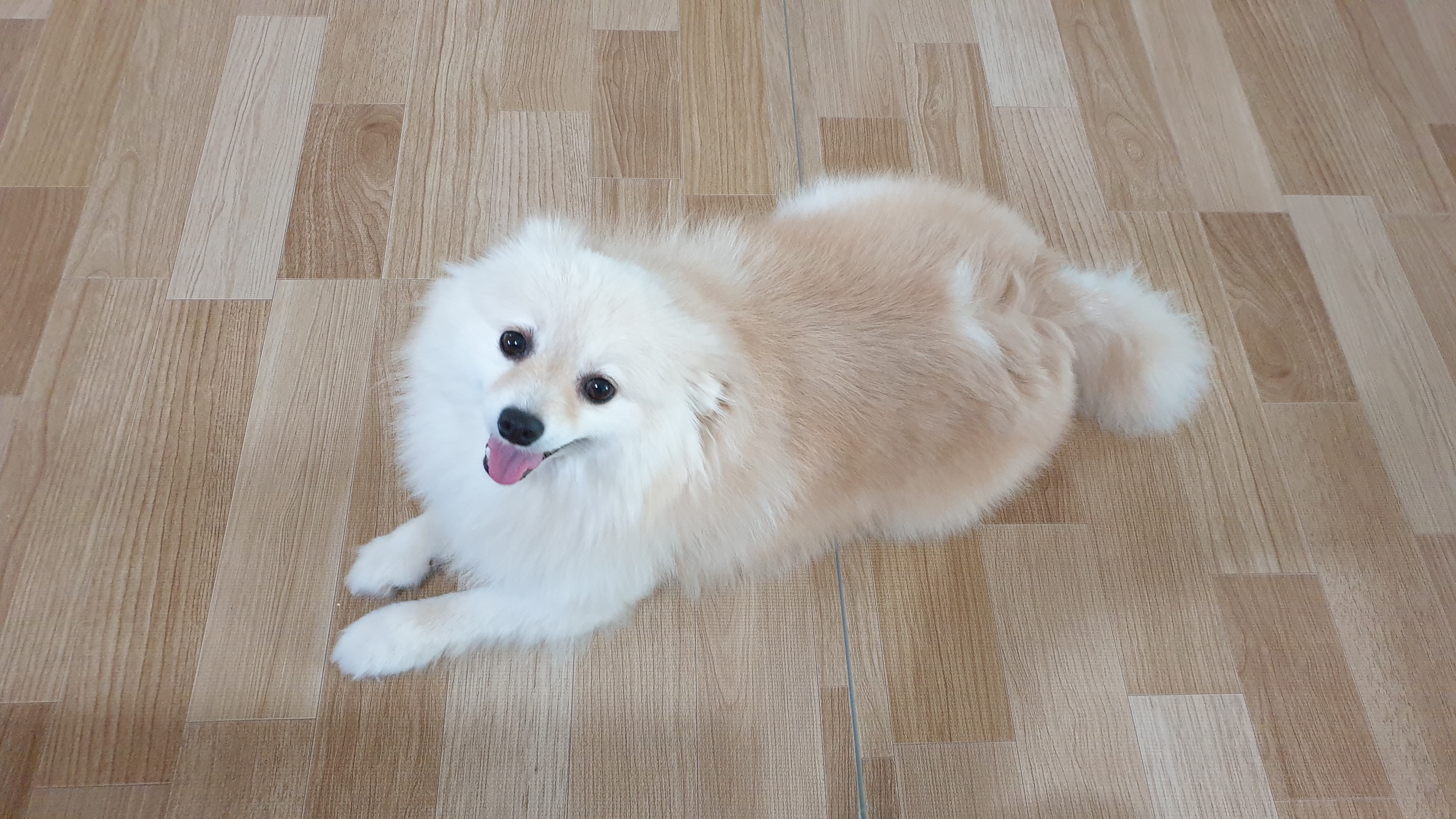 은근 개그 캐릭터, 단밤이 입양 6개월 후기