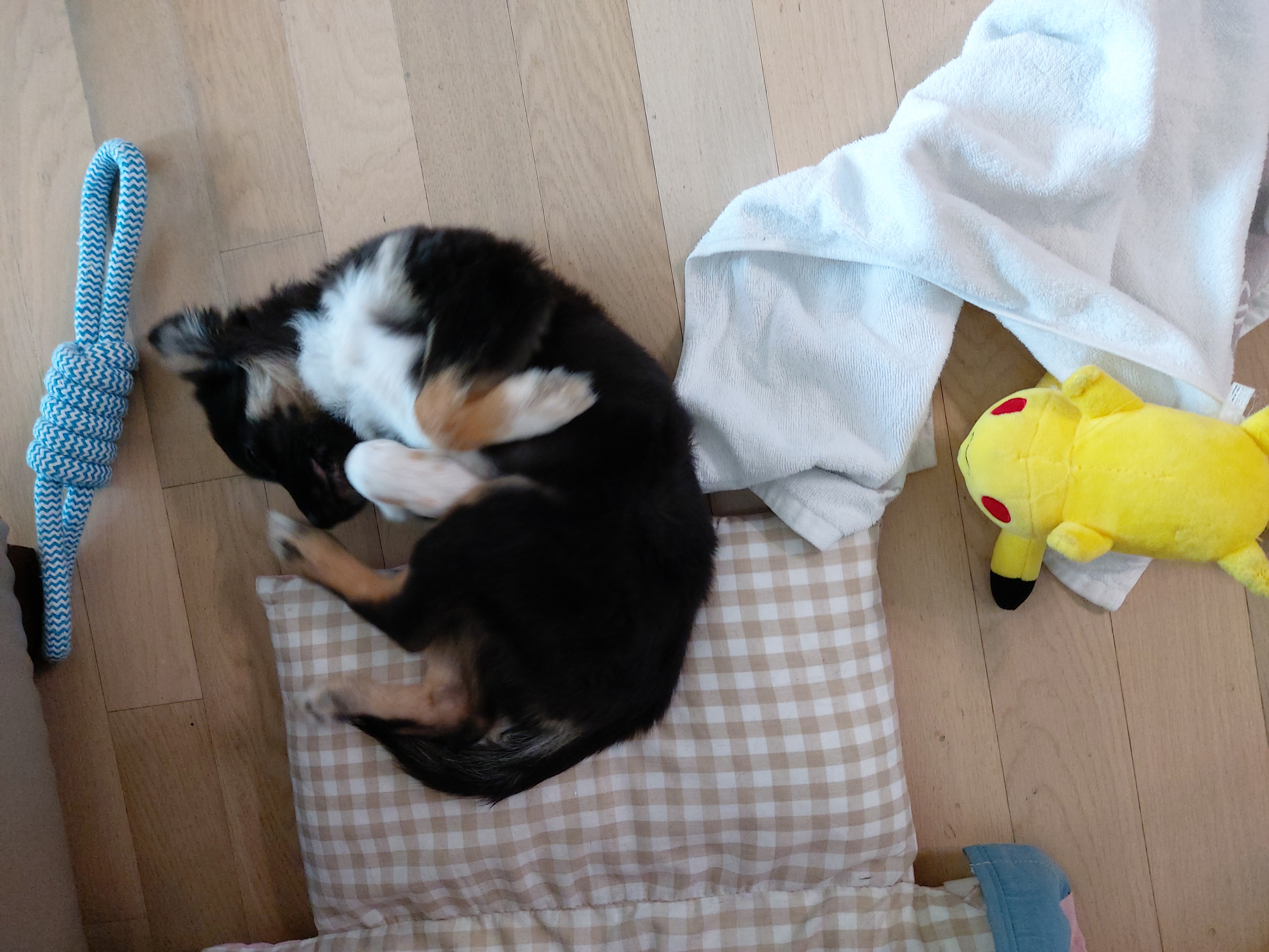 사라 입양 일주일 후기