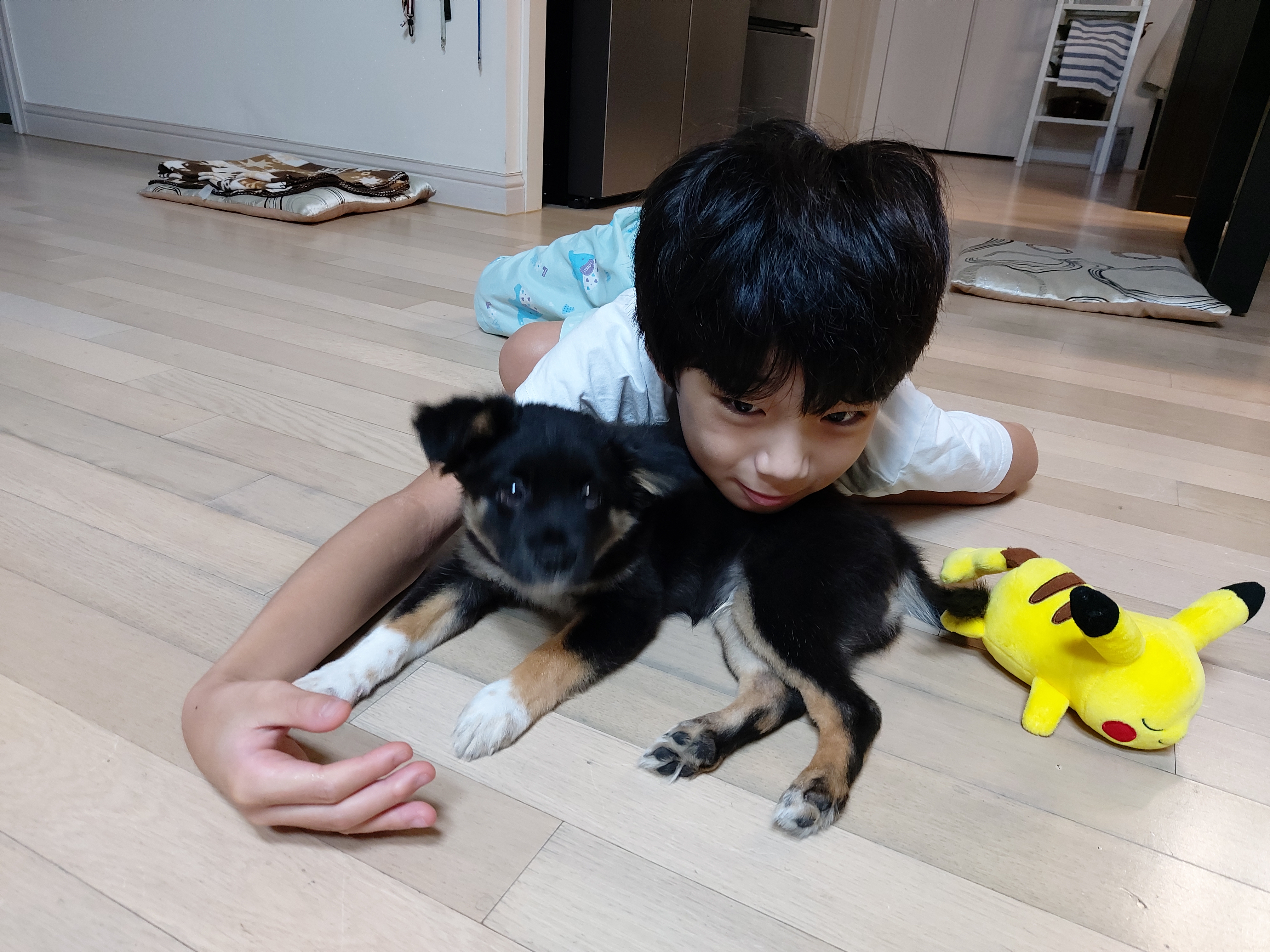 사라 입양 일주일 후기