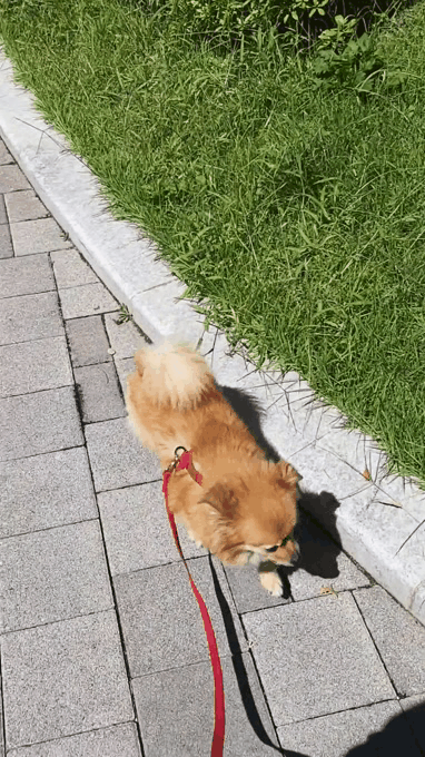 티거(곤지암2-워터)와 가족 된지 세달. 세번째 후기