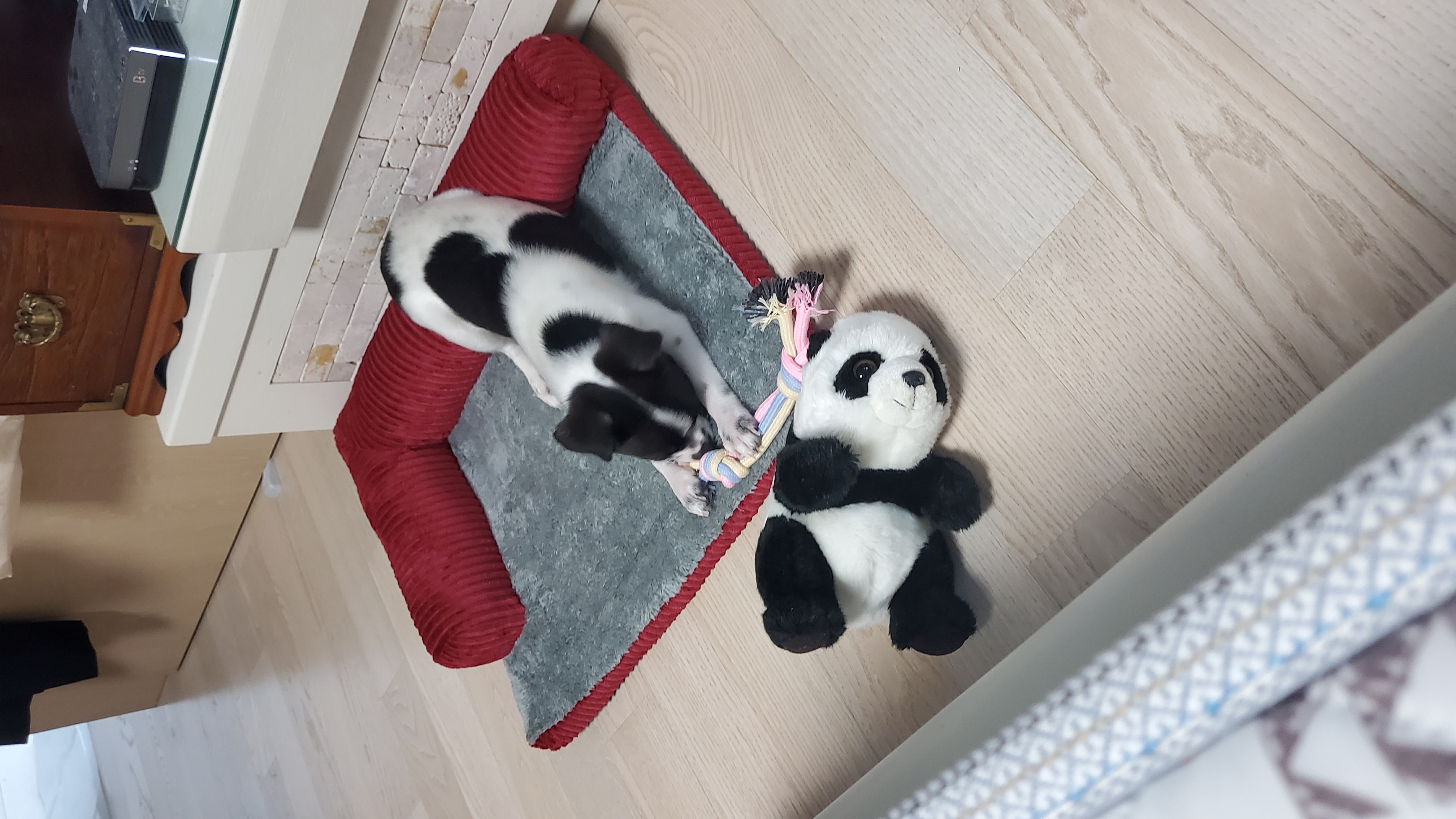모투적응기