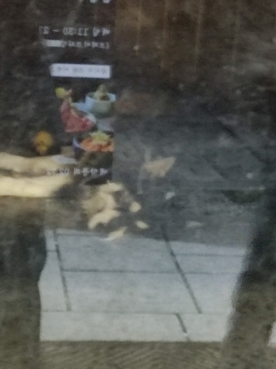 폐업된 치킨집에 허스키가 방치되어있습니다