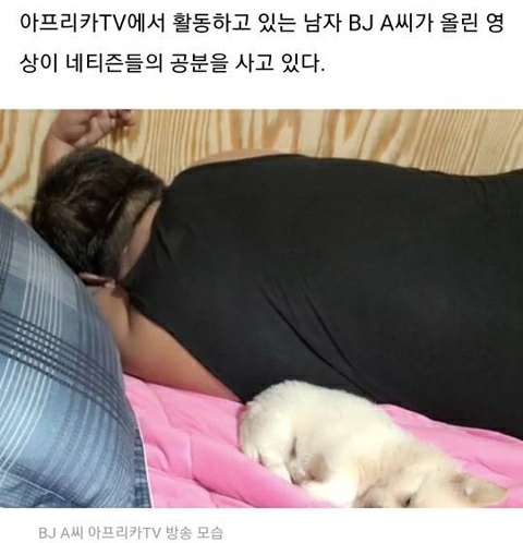 아프리카 bj 강아지 압사
