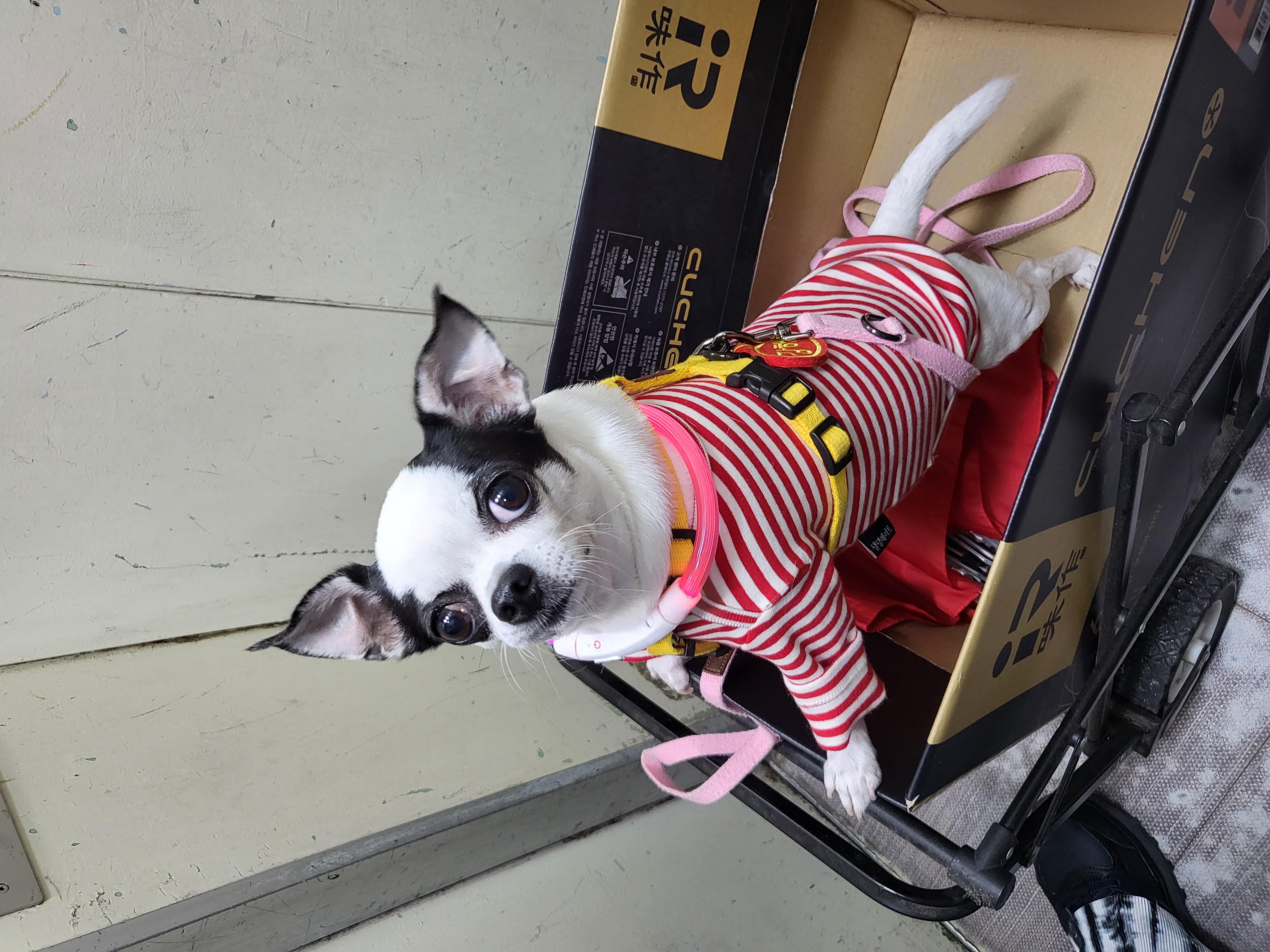 방울이(사곤이) 세달째 이야기