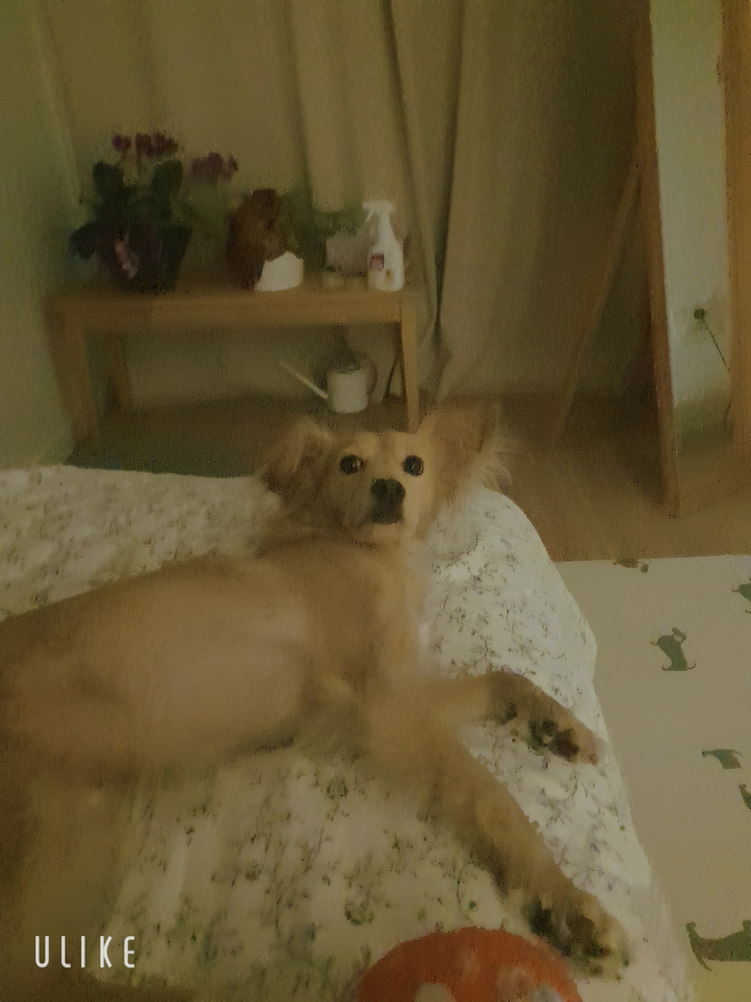 호두시루 1년 후기