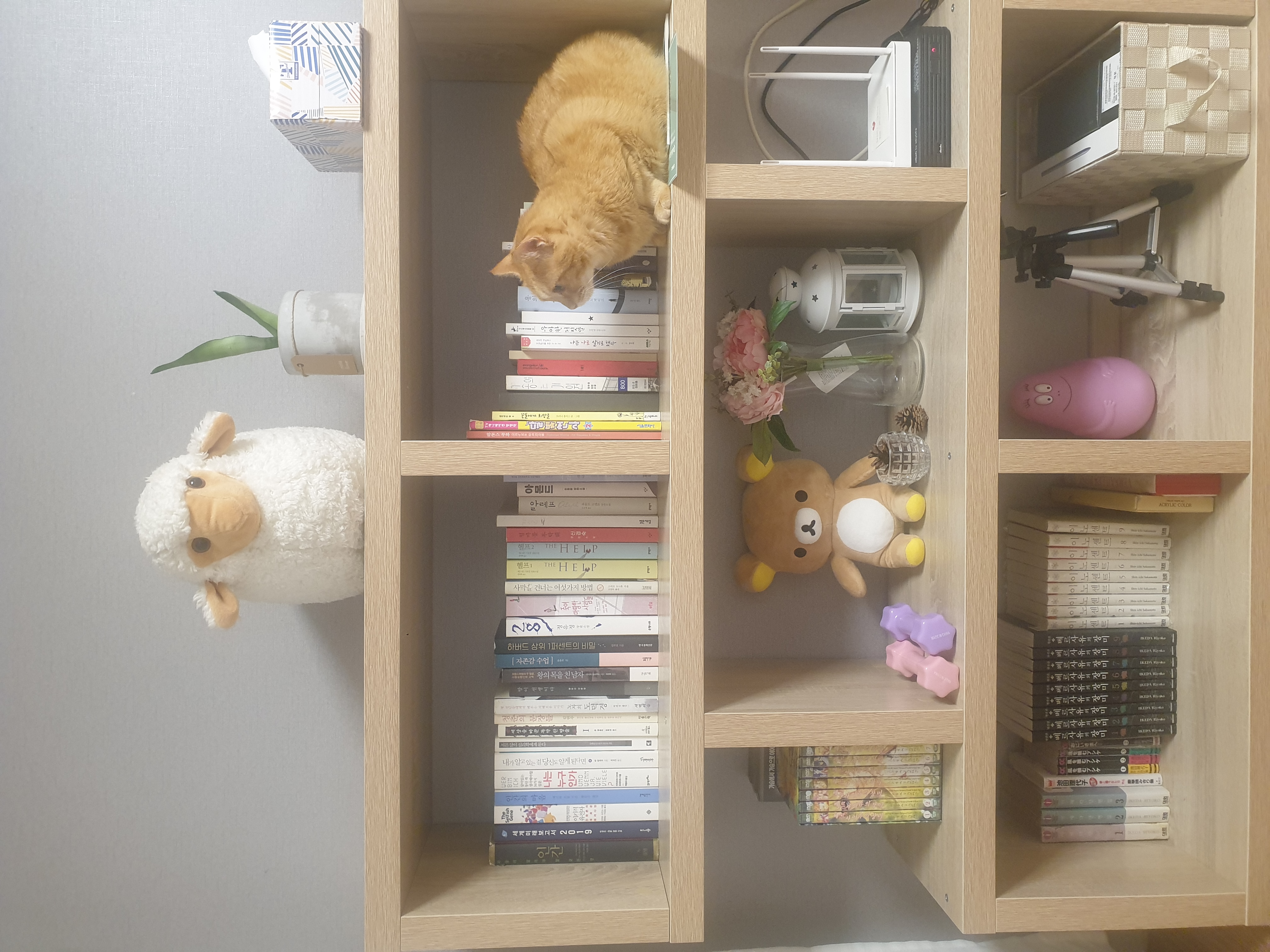 테오 와 다솔이(고양이)