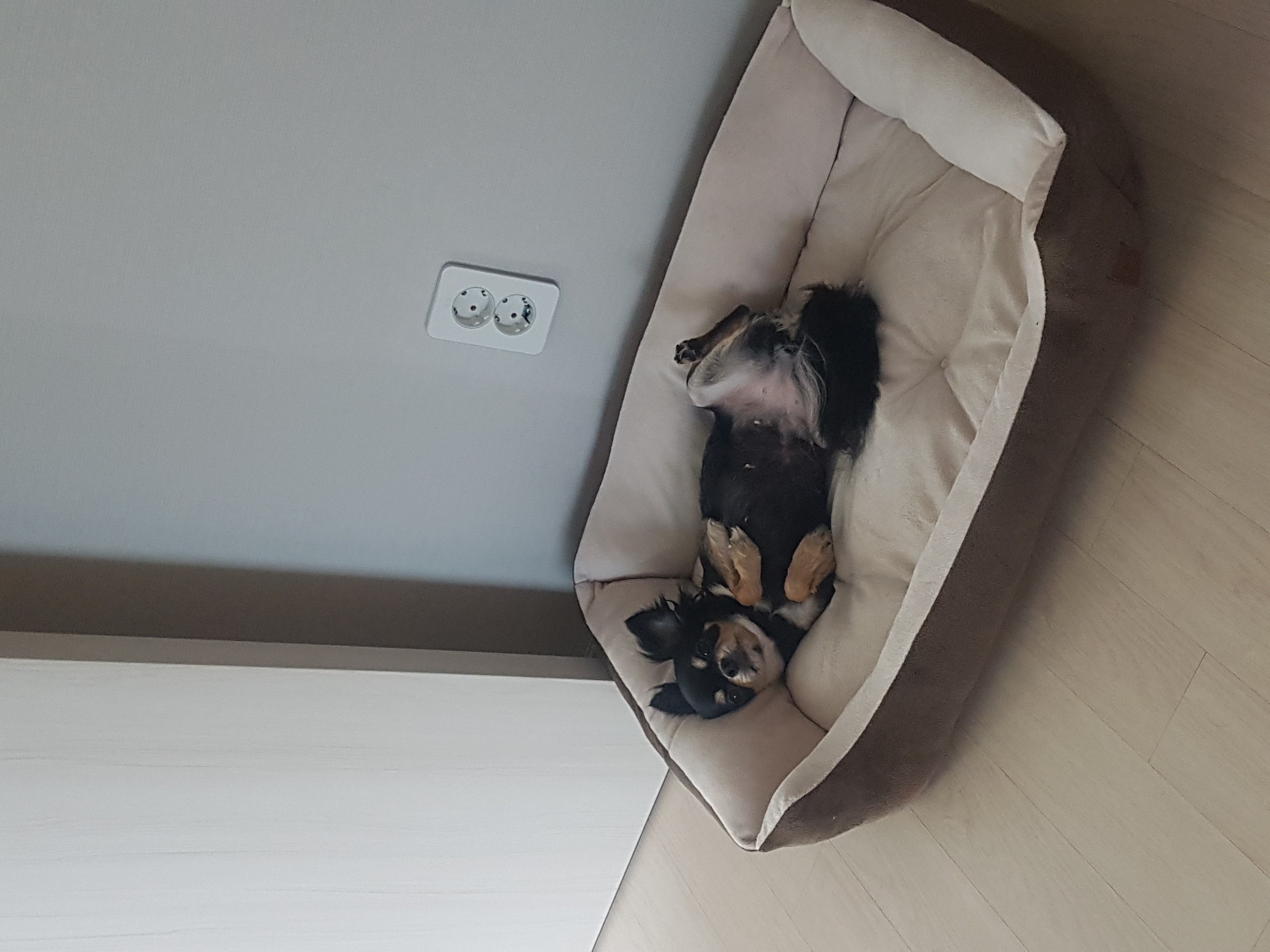 평택 별이 벌써 2년 되었네요