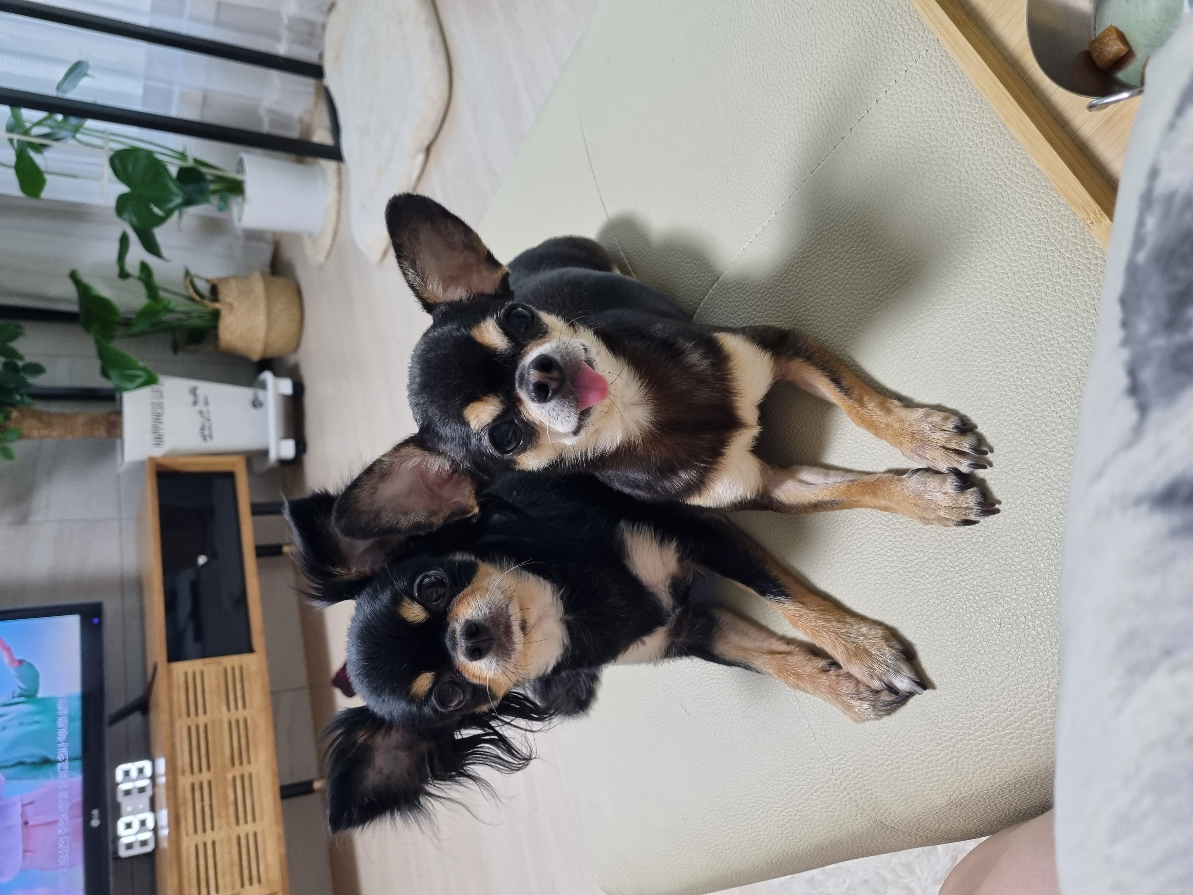 평택 별이 벌써 2년 되었네요