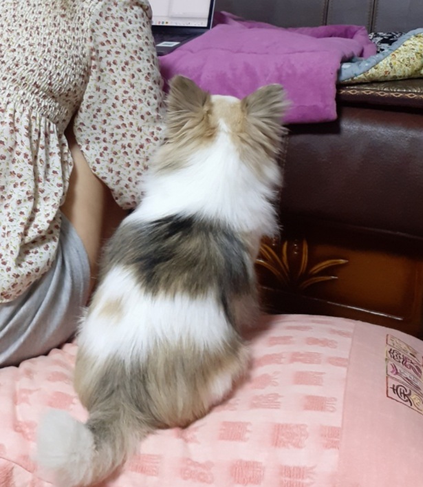 평택 치와와 도치 (택이) 입양 후기입니다.