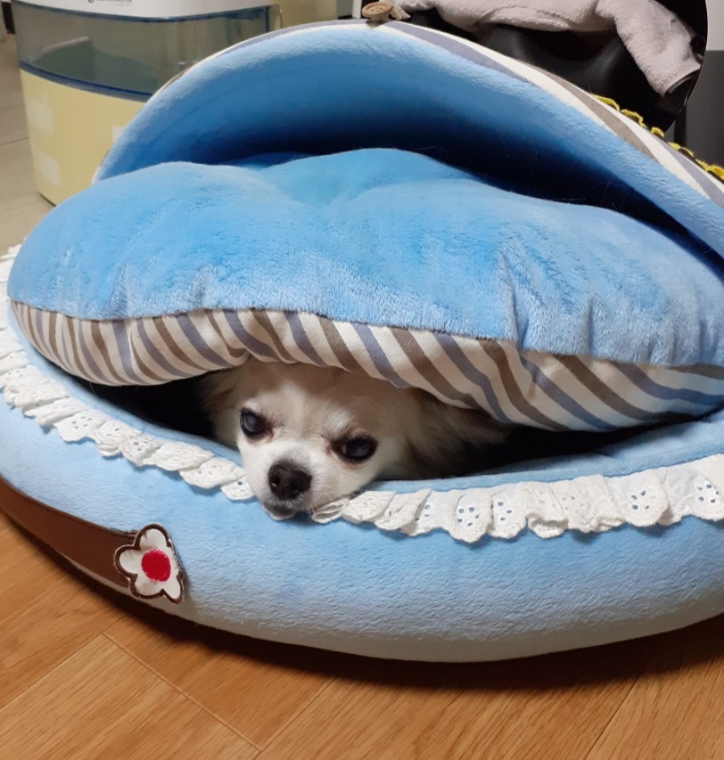 평택 치와와 도치 (택이) 입양 후기입니다.