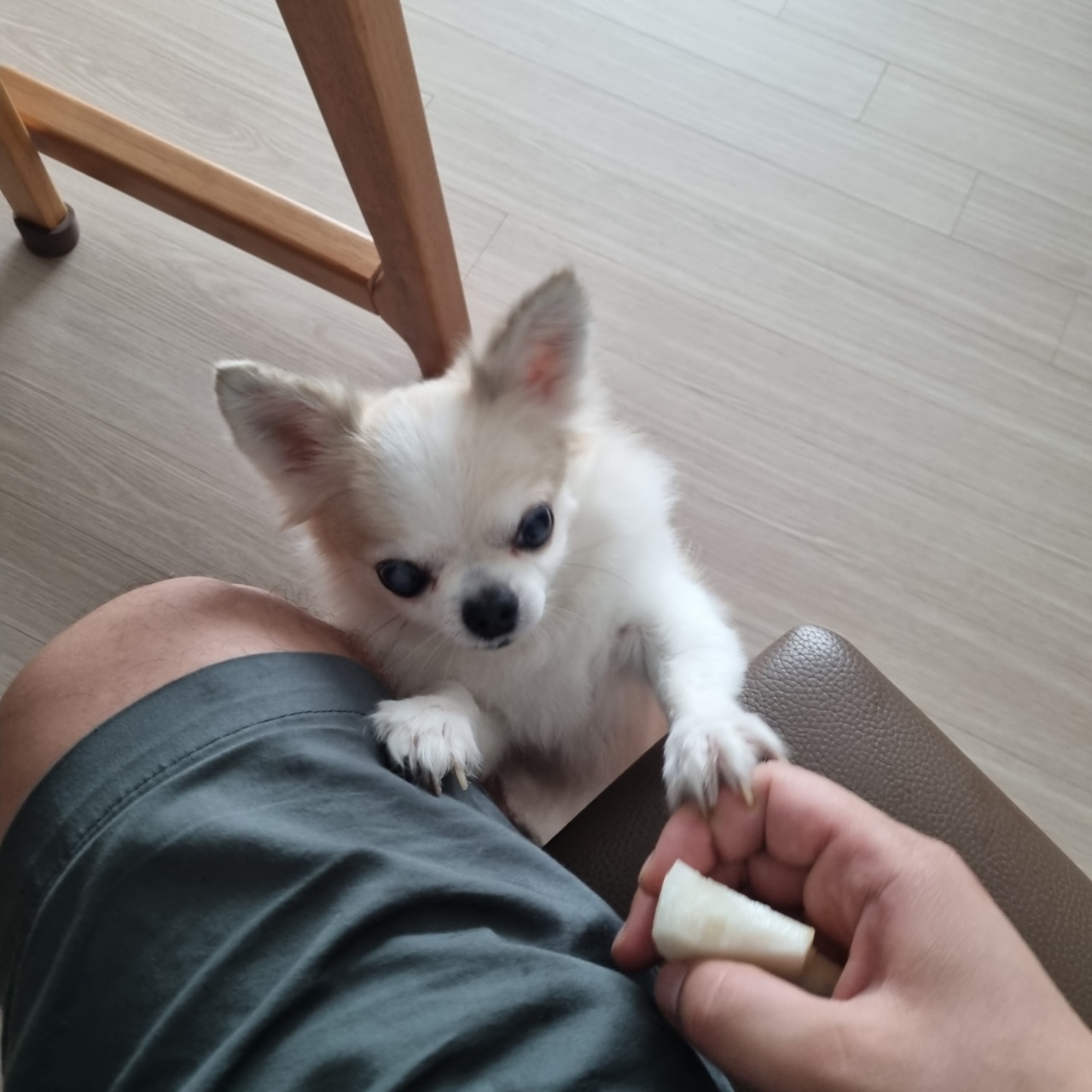 평택 치와와 도치 (택이) 입양 후기입니다.