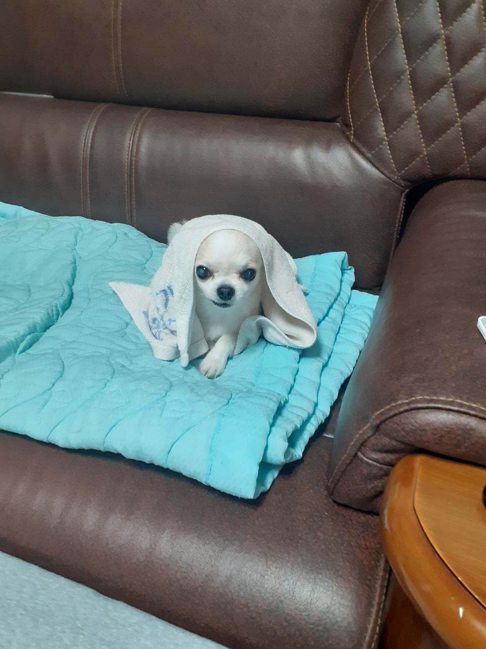 평택 치와와 도치 (택이) 입양 후기입니다.