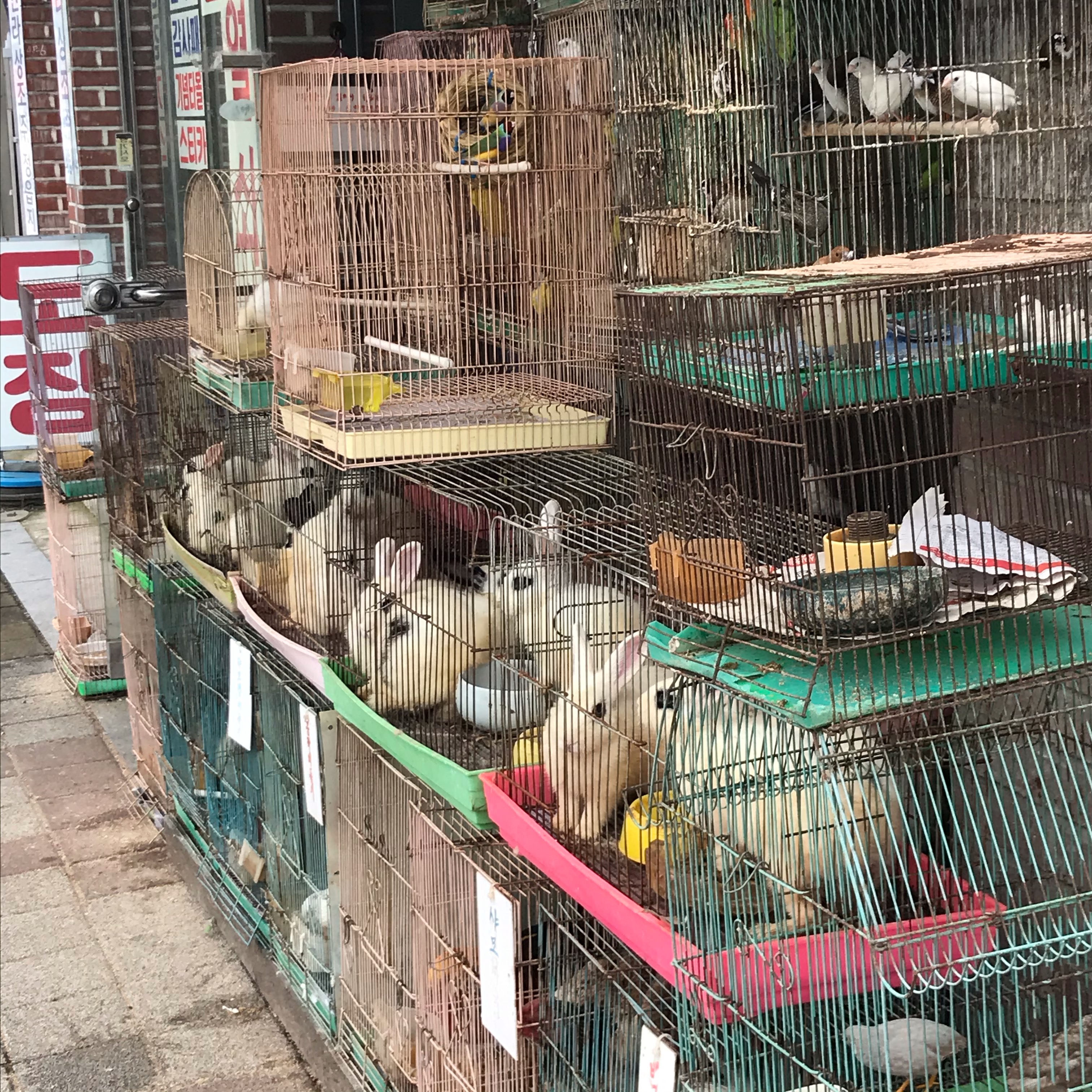 열악한 환경에서 강아지,토끼,닭,새 등등 동물들을 모여서 사육하고 방치하고 있습니다.