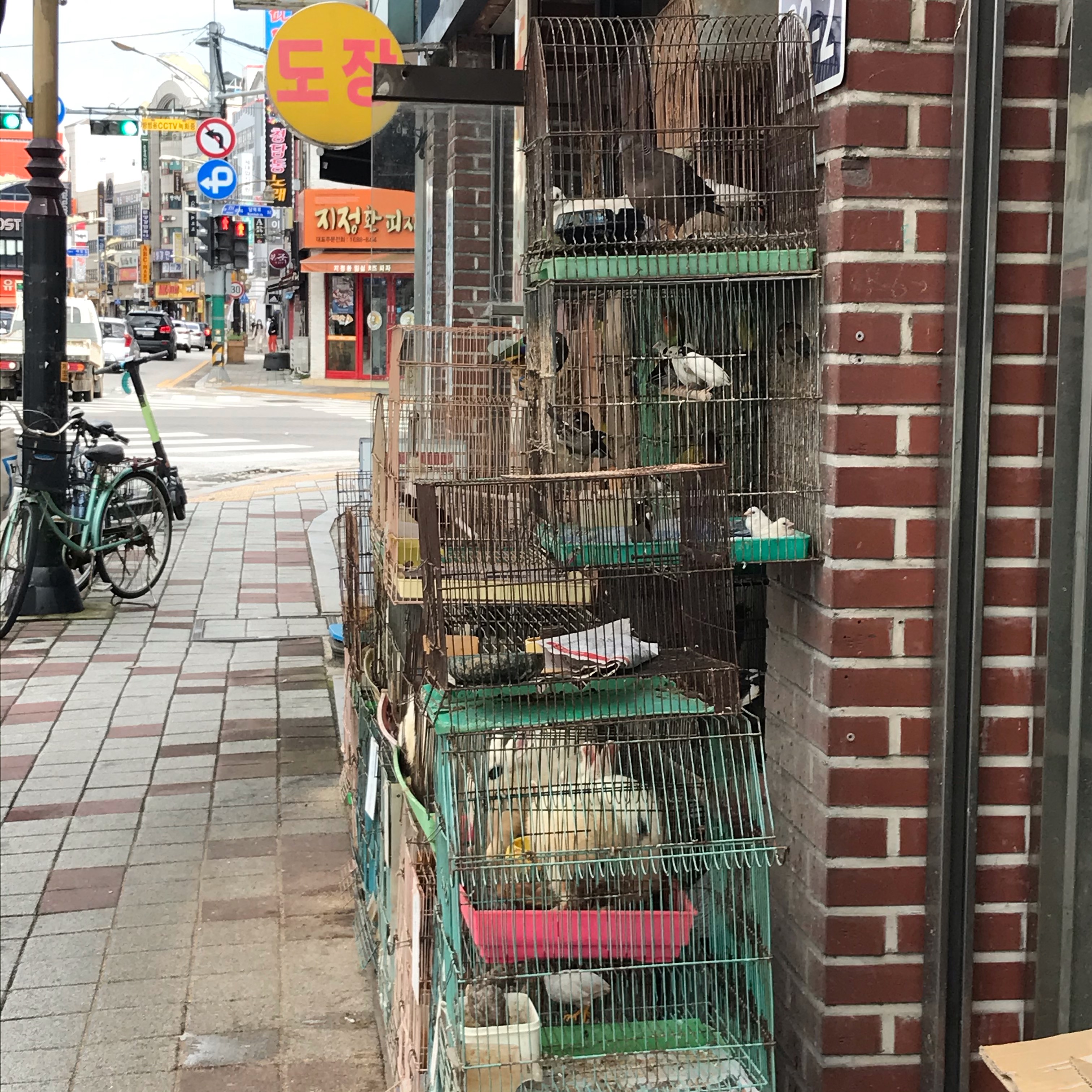 열악한 환경에서 강아지,토끼,닭,새 등등 동물들을 모여서 사육하고 방치하고 있습니다.